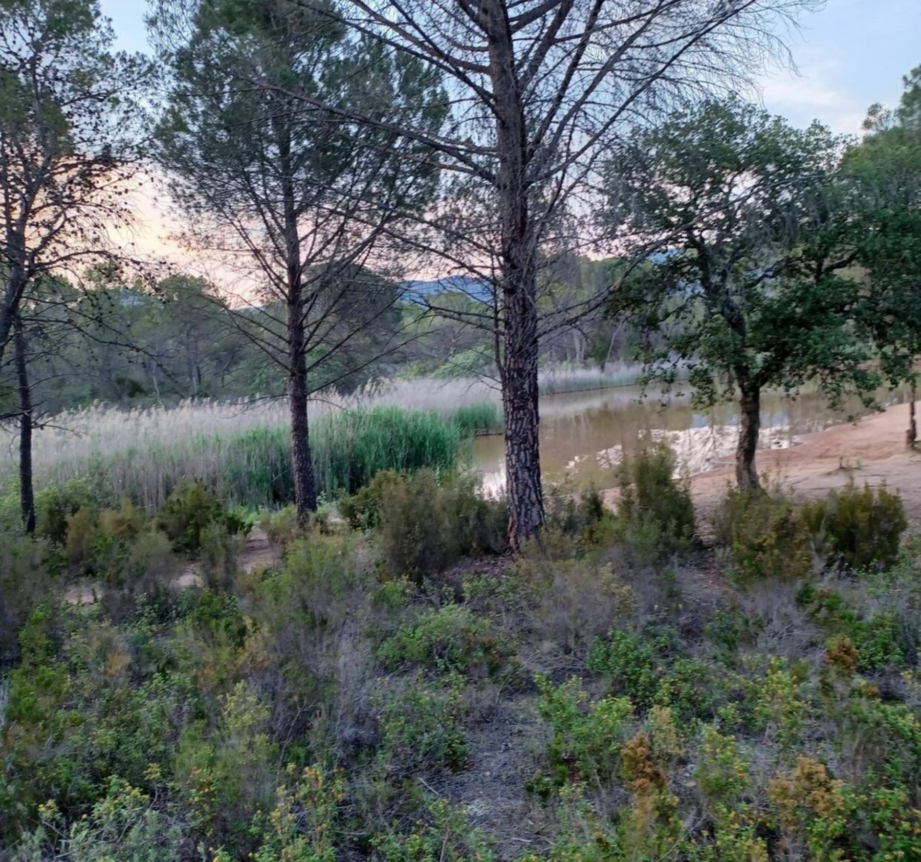 Randonnée Puget-sur-Argens - Belle Balade sur chemins à Puget-sur-Argens côté Roquebrune