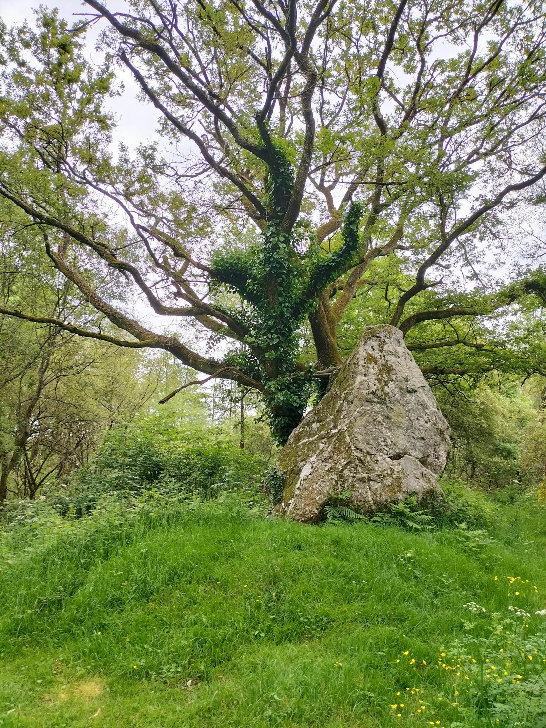 Randonnée Guipry-Messac - A la rencontre des Menhirs des Grées