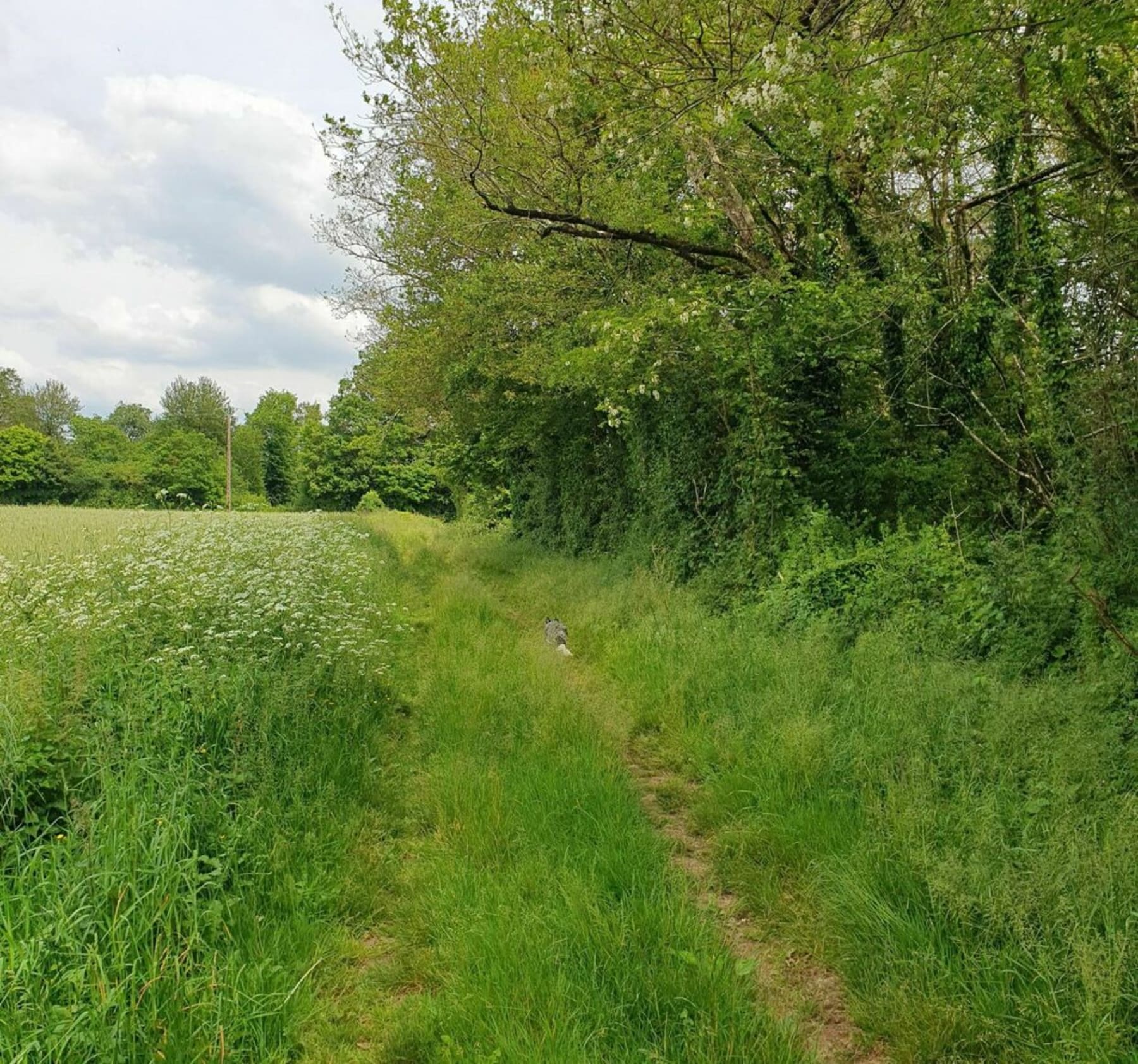 Randonnée Saint-Sauvant - Boucle vers les éoliennes par les Héraults