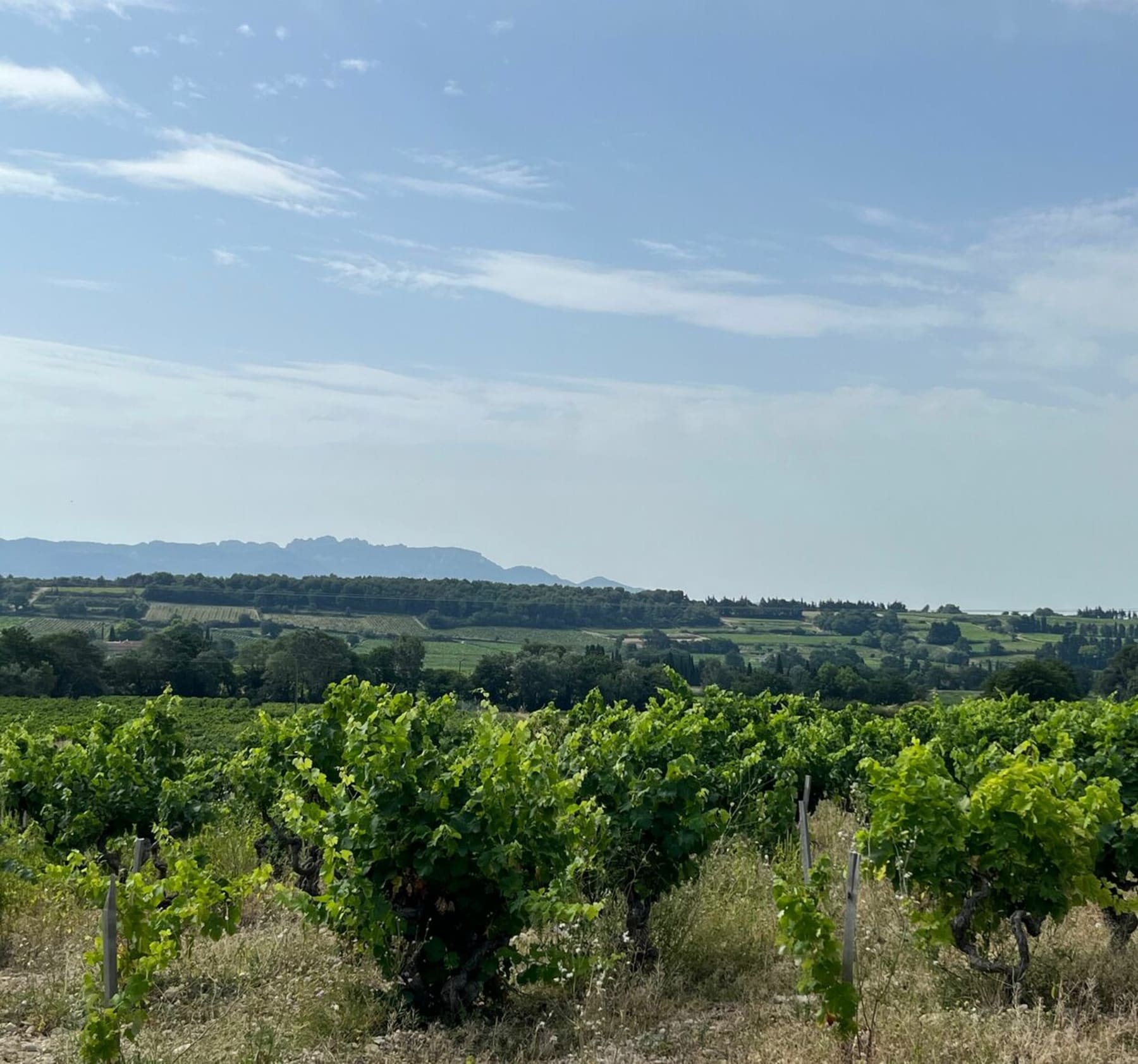 Randonnée Sainte-Cécile-les-Vignes - Belle balade entre Sainte Cécile les vignes et Rasteau