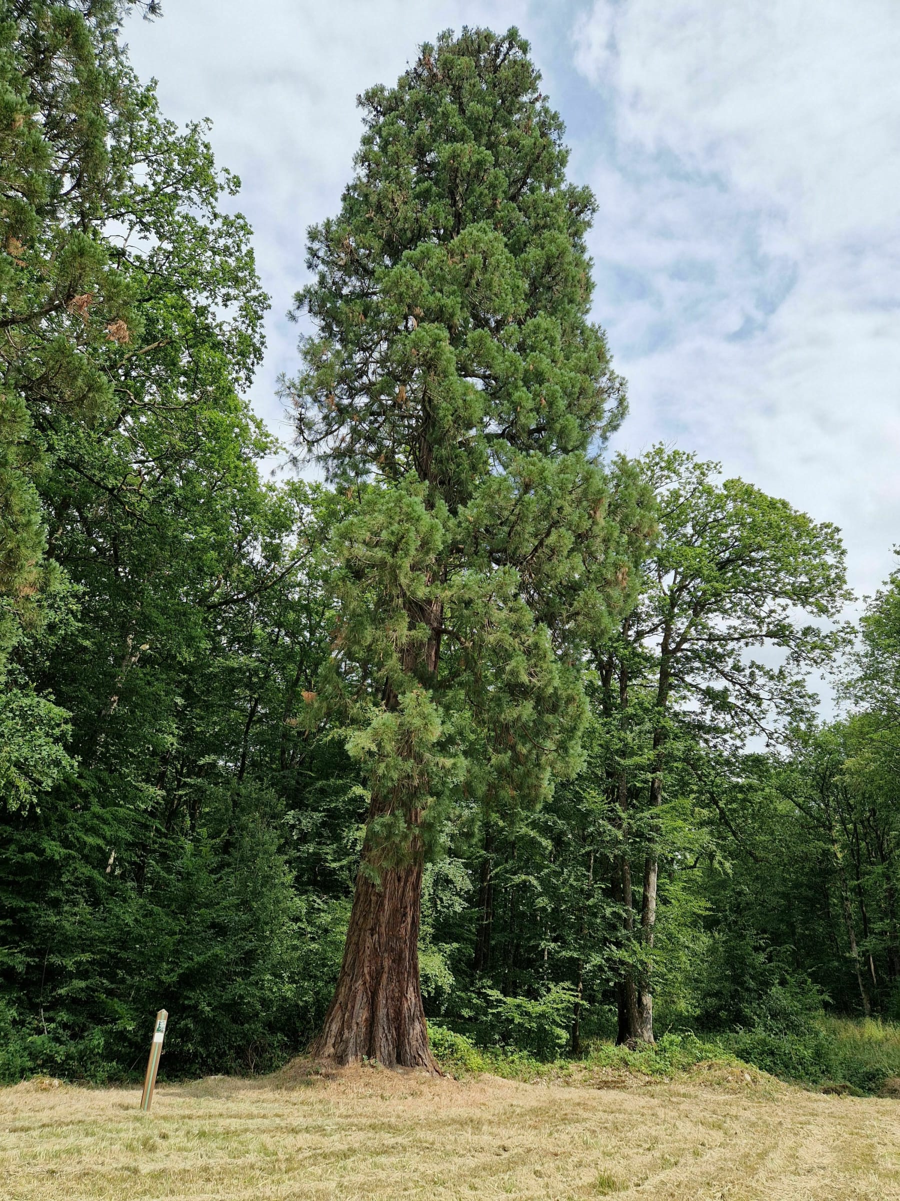 Randonnée Fontaine-Simon - À la rencontre des séquoias géants de la forêt de Senonches