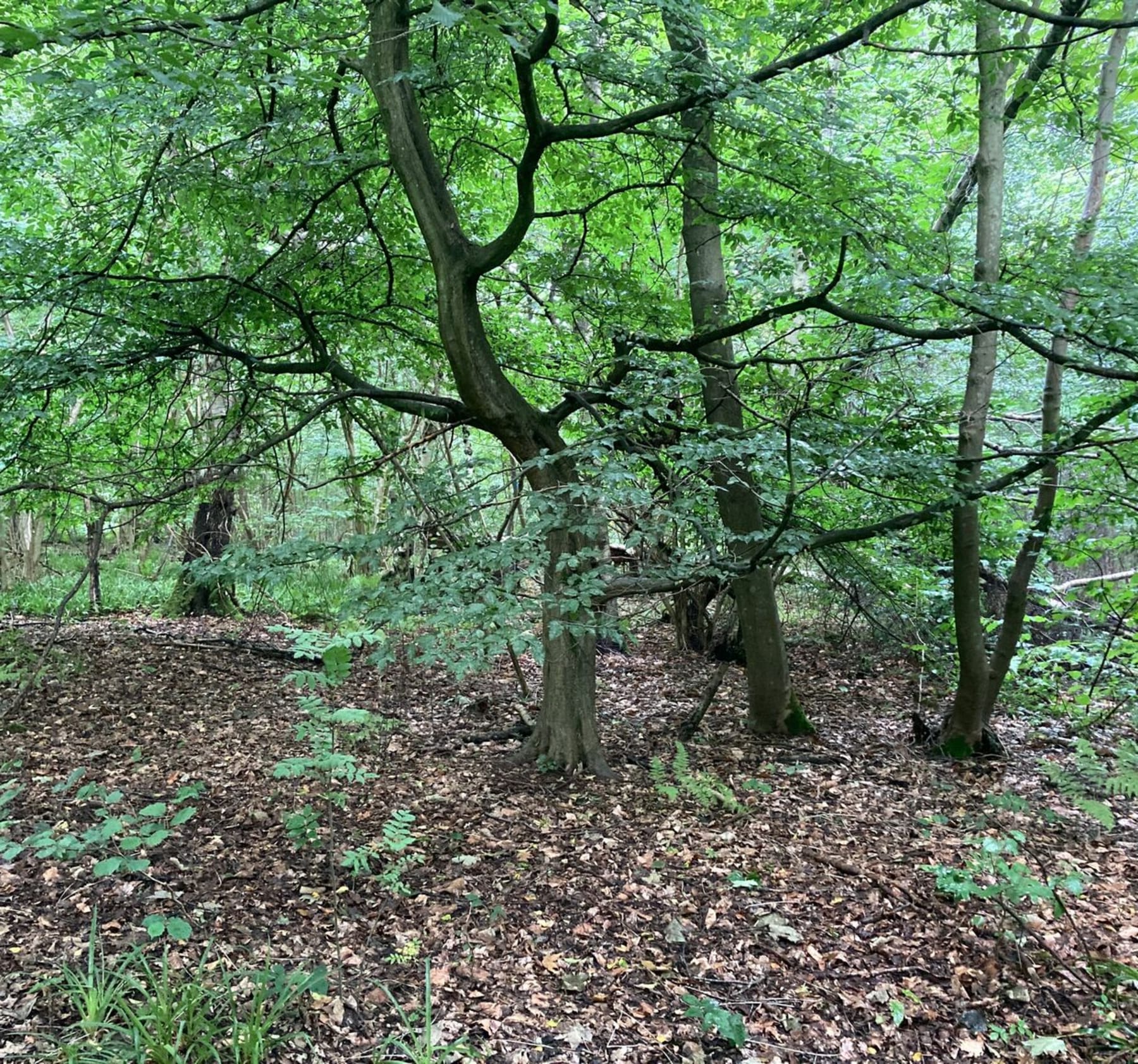 Randonnée Lapugnoy - Balade à Lapugnoy et son terril