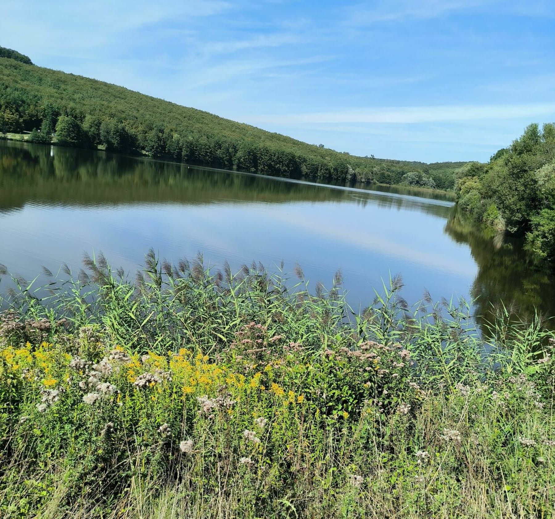 Randonnée Reichshoffen - Plan d'eau de Reichshoffen