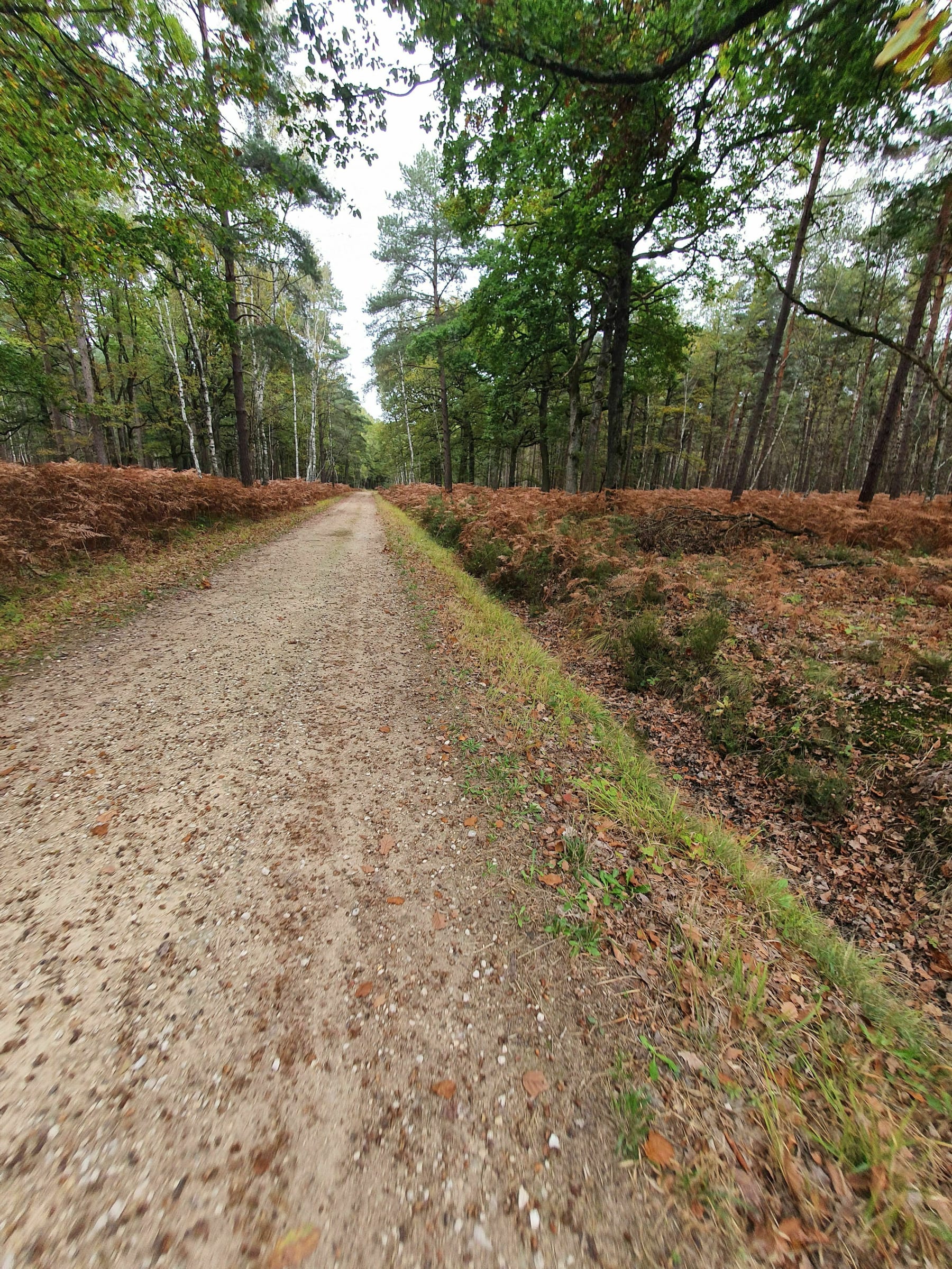 Randonnée Poigny la Forêt - Dans le calme de la forêt de Poigny