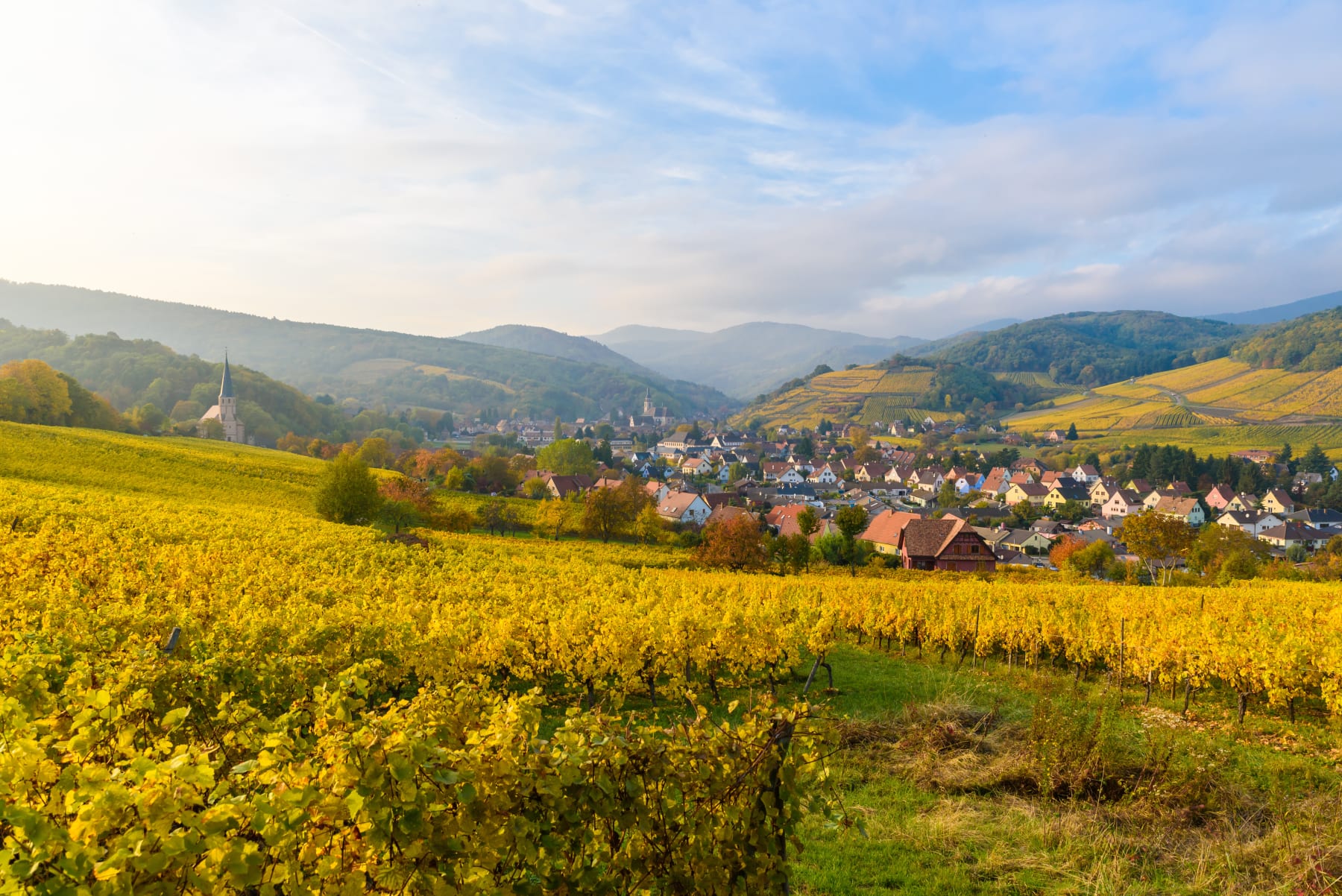 Randonnée Eschau - Vigne, chou et tabac