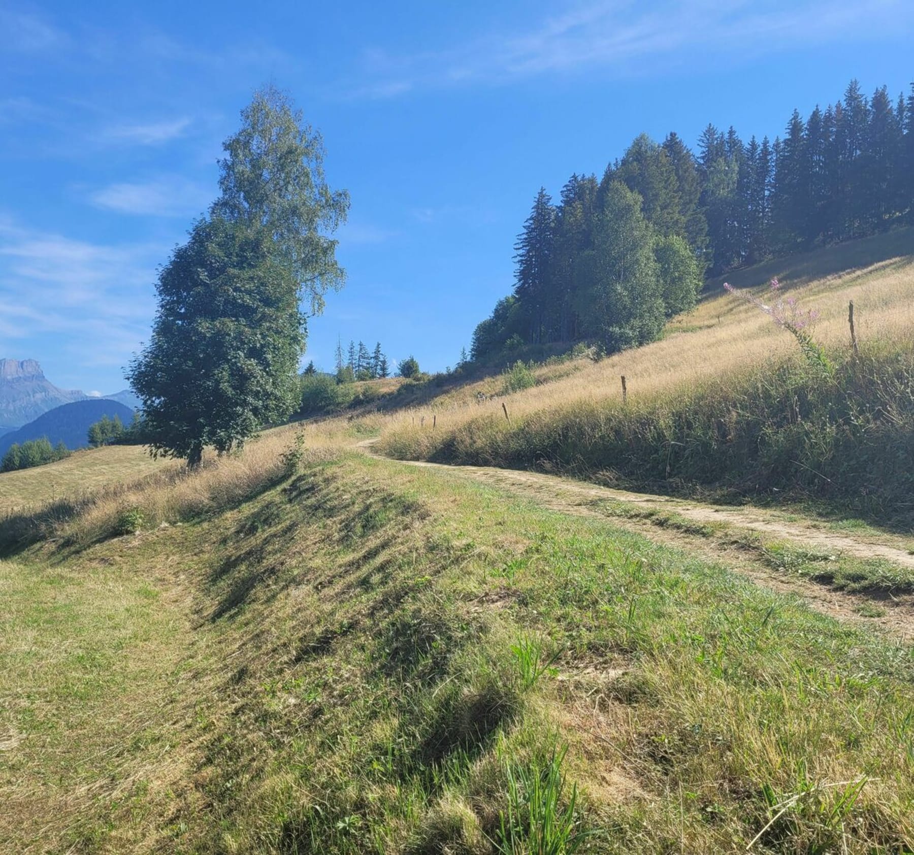 Randonnée Saint-Gervais-les-Bains - Belle balade sur le Chemin des Marmottes au Bettex