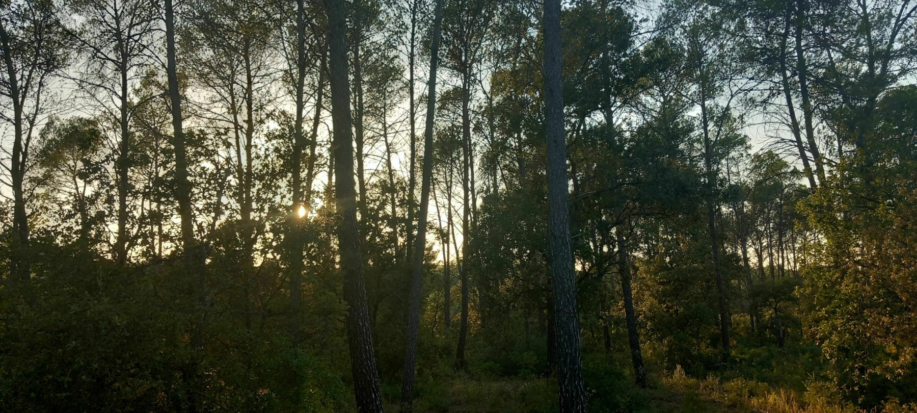 Randonnée Belcodène - Petit tour dans la forêt par l'Assemble