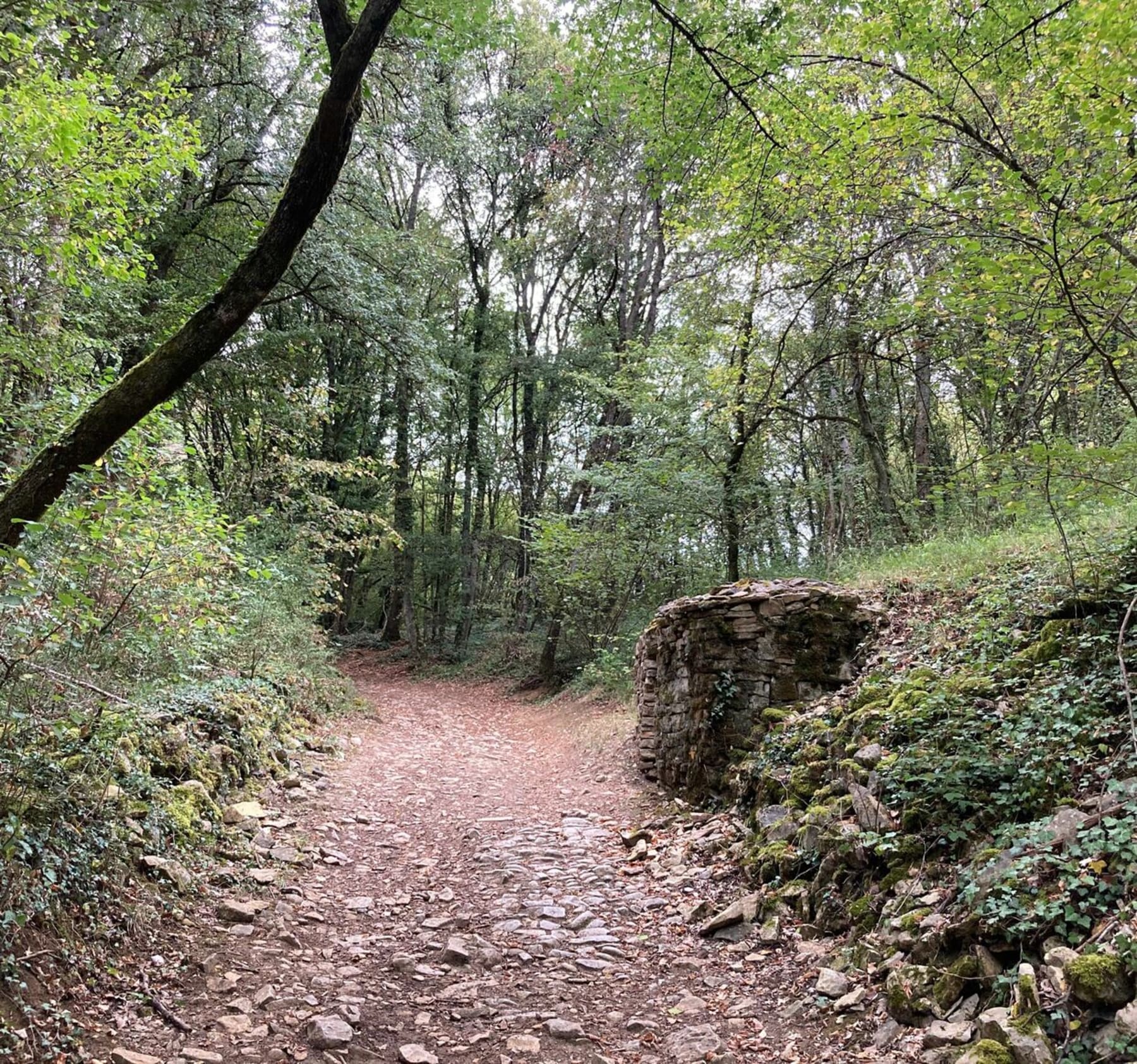 Randonnée Saint-Cyr-au-Mont-d'Or - Du Mont Cindre par la Roche et le Mont Thou