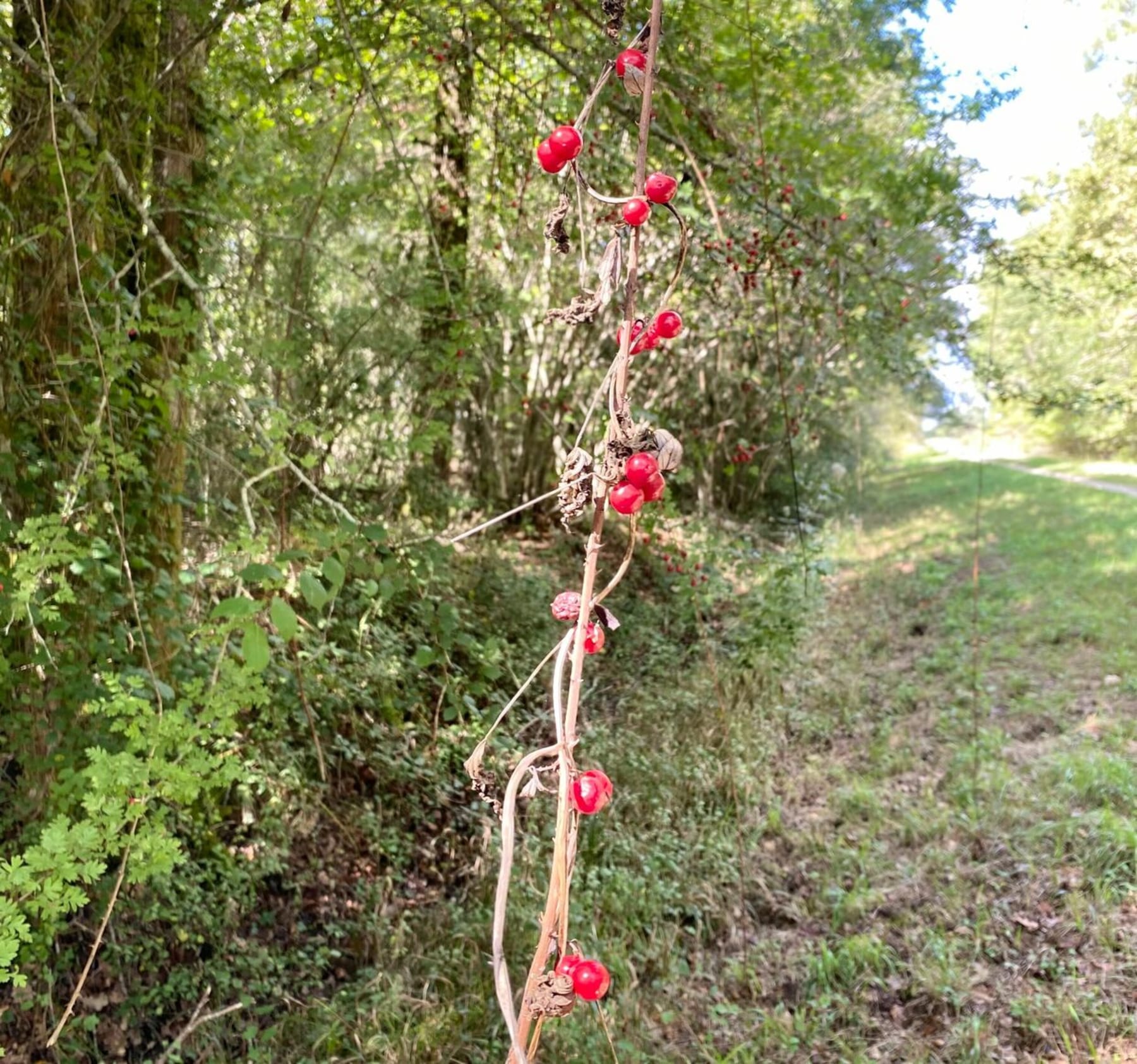 Randonnée Avensan - Parcours de l'Escouley par Villeranque