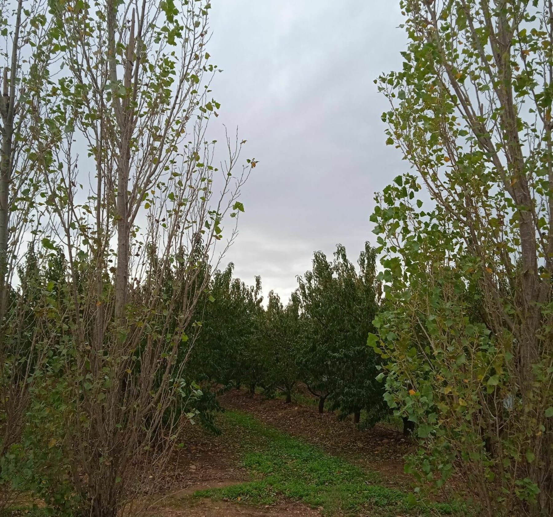 Randonnée Uchaud - Balade autour d'Uchaud entre vignes et vergers