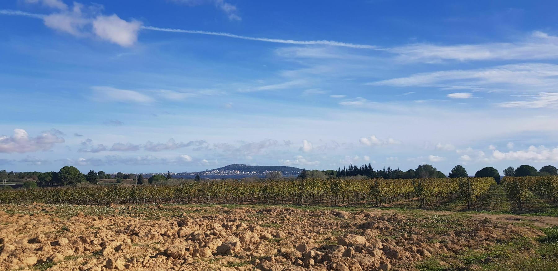 Randonnée Mèze - Promenade au milieu des vignes et des pins du coté de Mèze