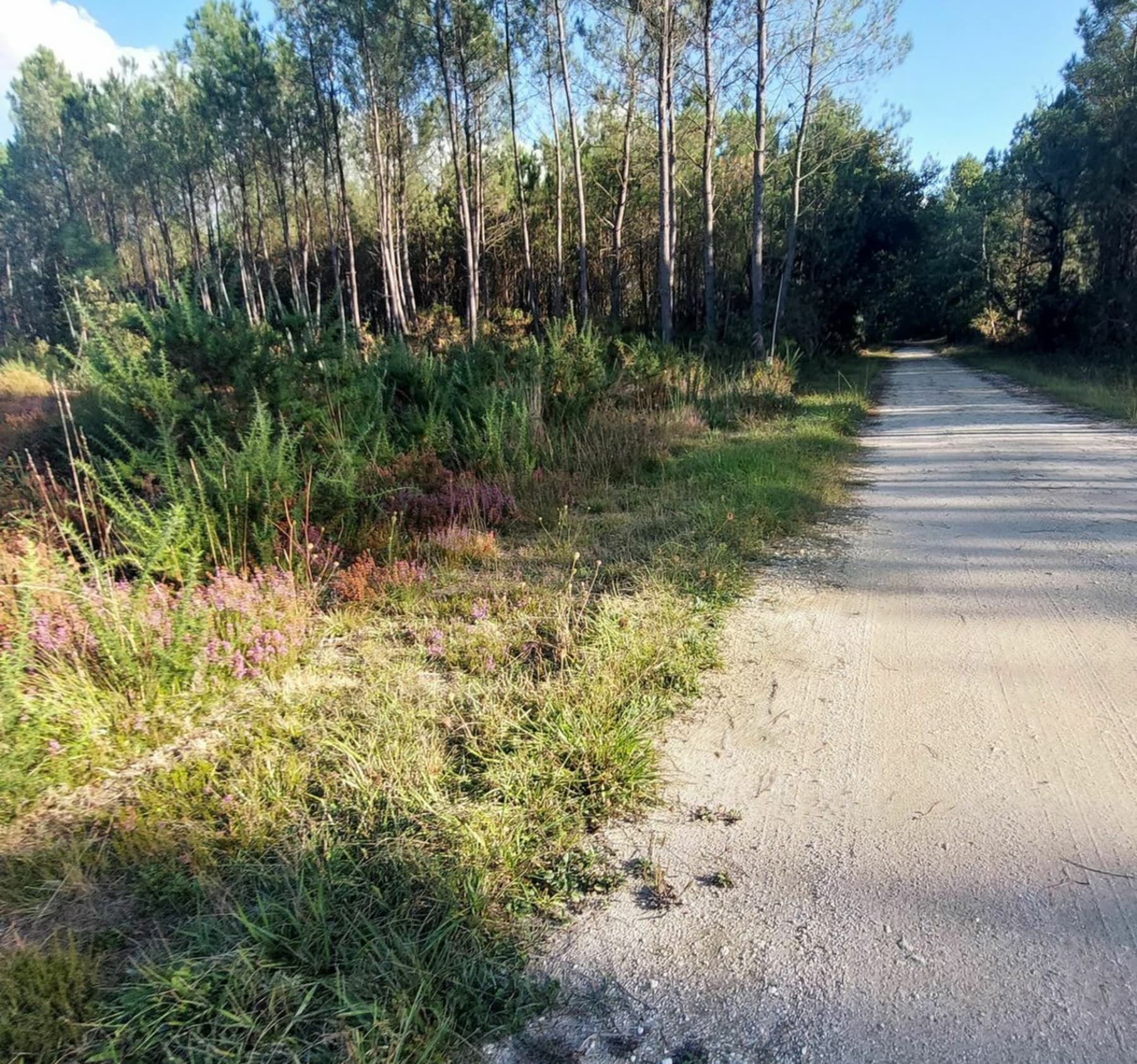 Randonnée Donnezac - Vignes, asperges et forêt à Donnezac