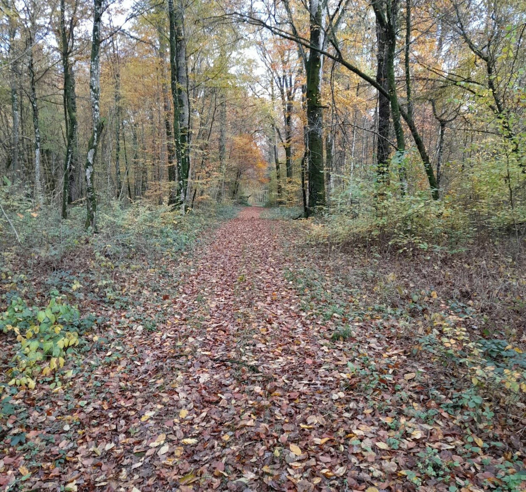 Randonnée Montigny-sur-Chiers - De Montigny à Cons à travers bois