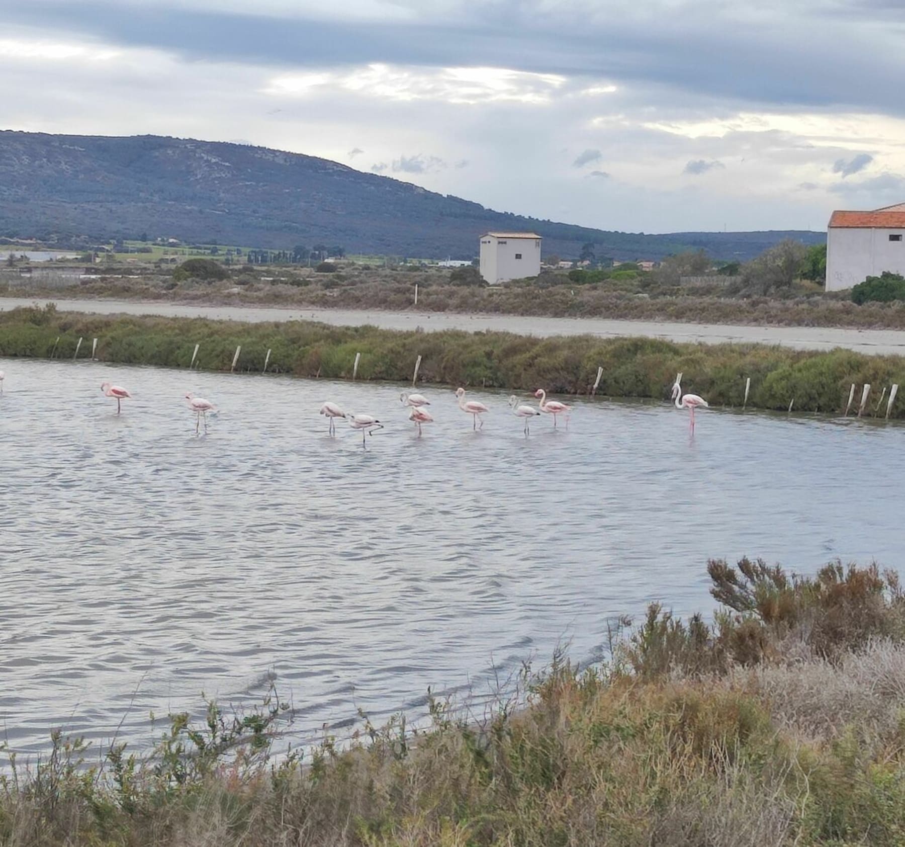 Randonnée Frontignan - Salins de Frontignan