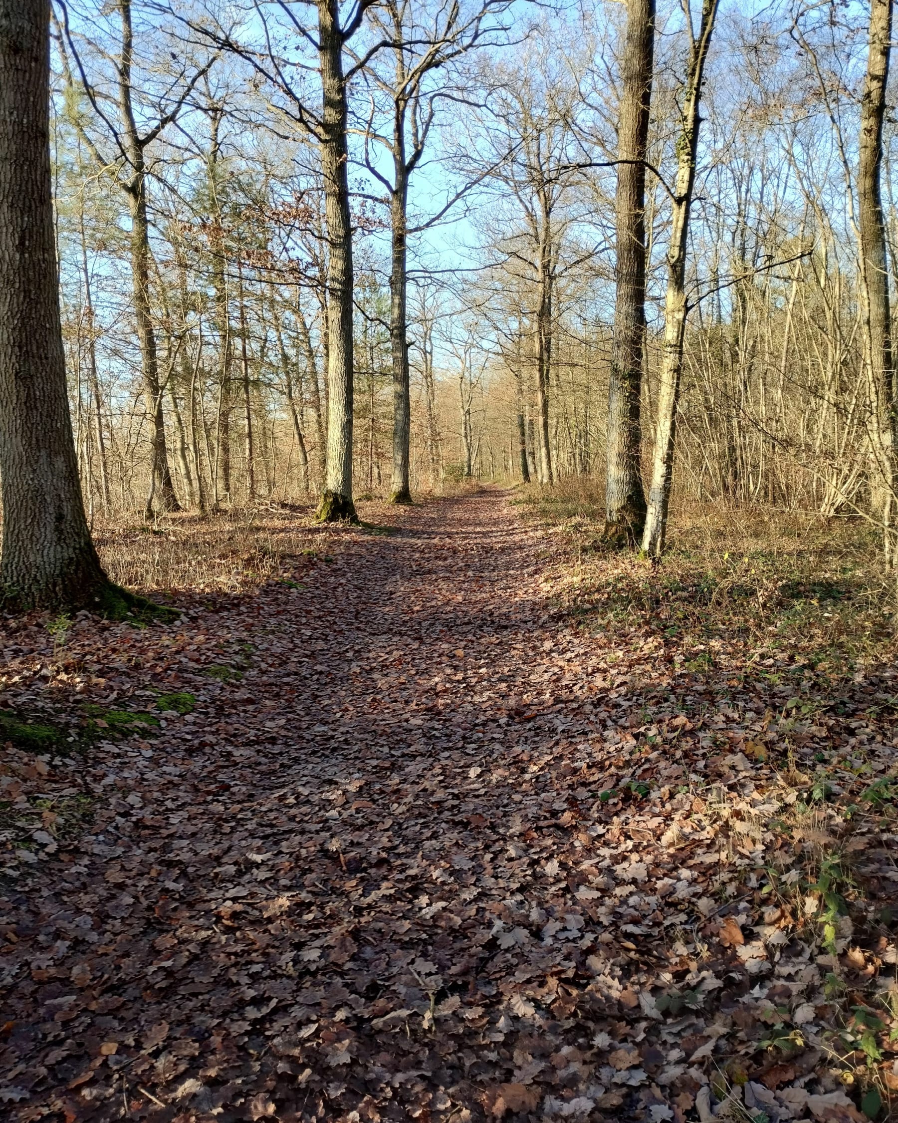 Randonnée Évreux - Balade en forêt d'Evreux