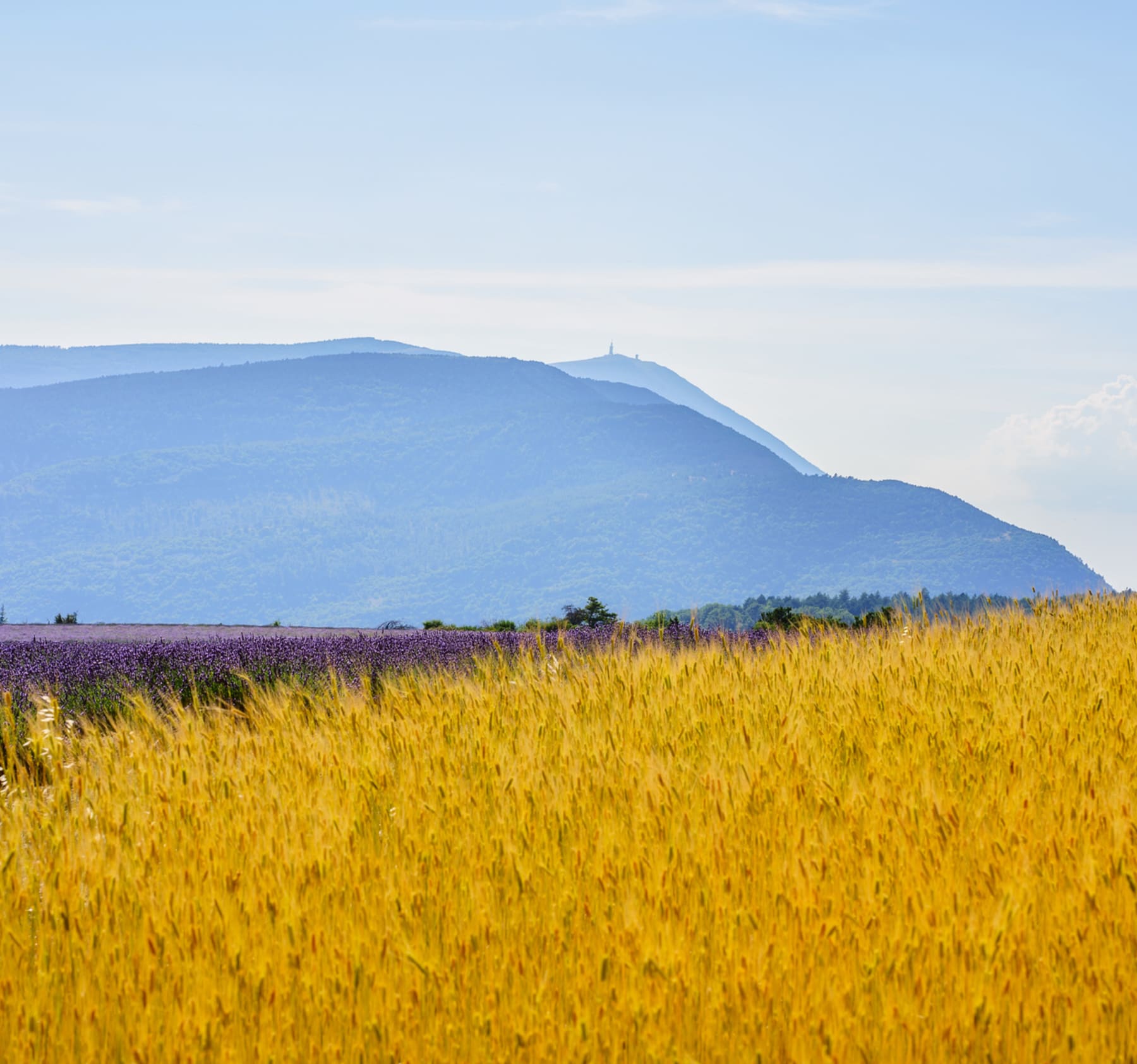 Randonnée Montbrun-les-Bains - Boucle du Col de l'Homme Mort depuis Montbrun-les-Bains