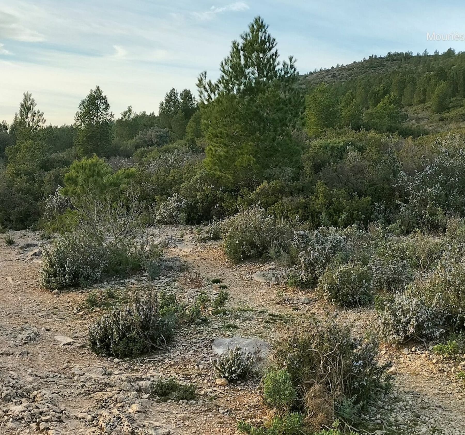 Randonnée Mouriès - Mouriès et Le Castellas par le stade