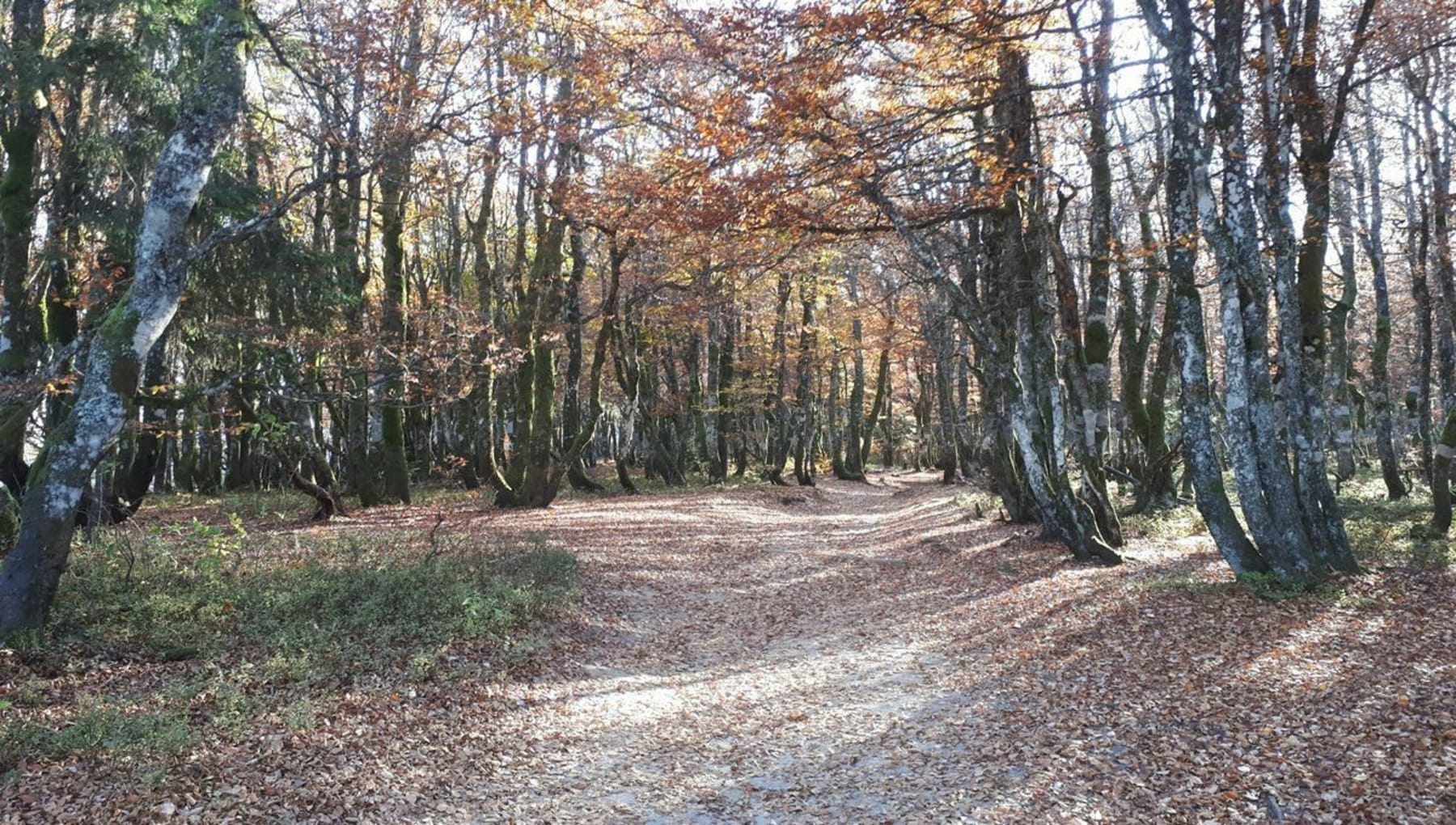 Randonnée Bois-de-Haye - Balade dans la Forêt de Haye