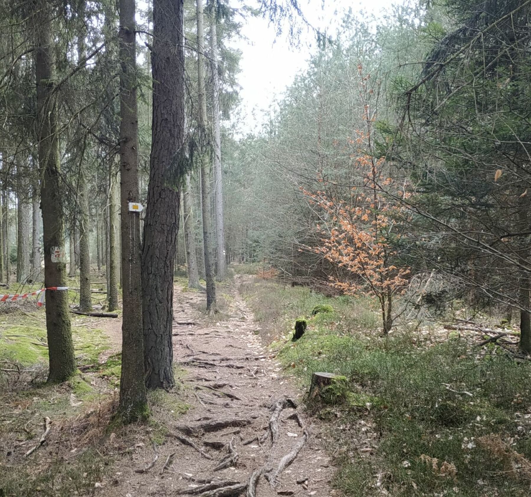 Randonnée Preuschdorf - Belle randonnée entre Preuschdorf et Gœrsdorf