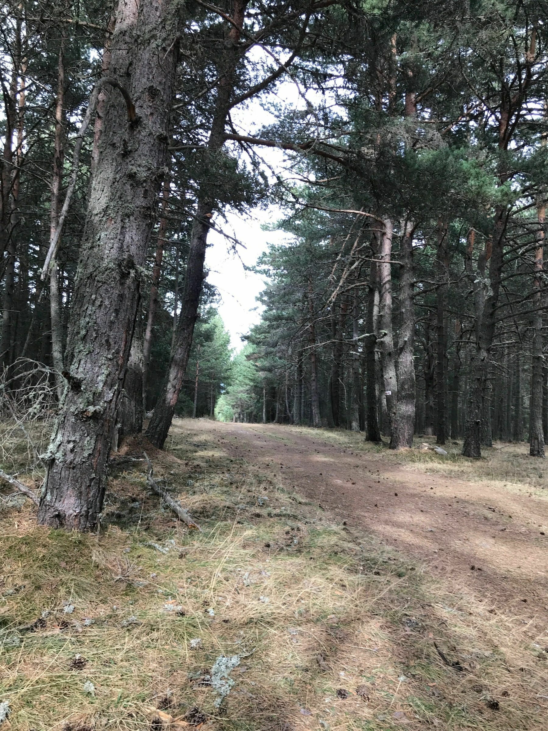 Randonnée Formiguères - Marche dans Forêt de la Matte à Formiguères