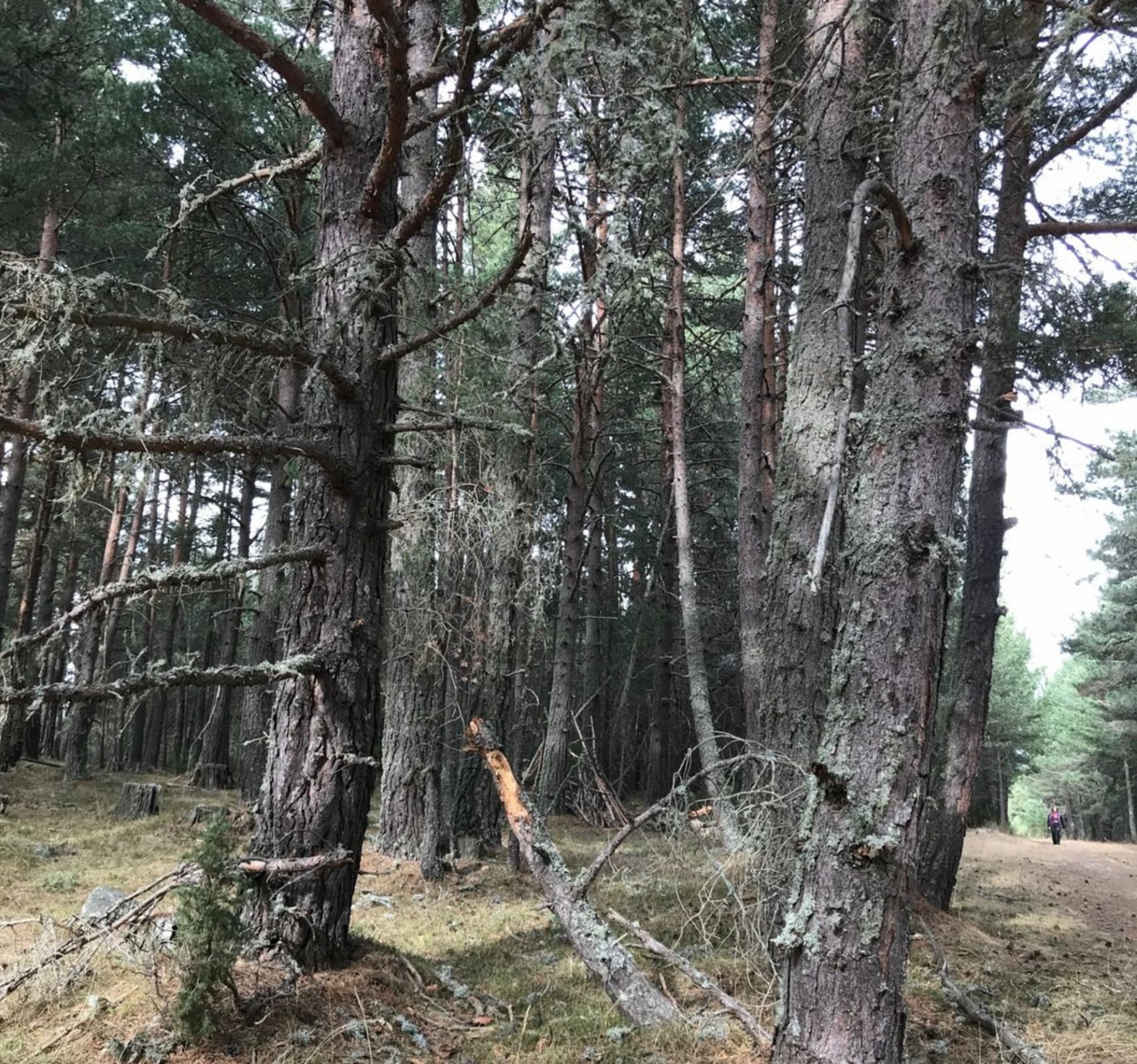 Randonnée Formiguères - Marche dans Forêt de la Matte à Formiguères