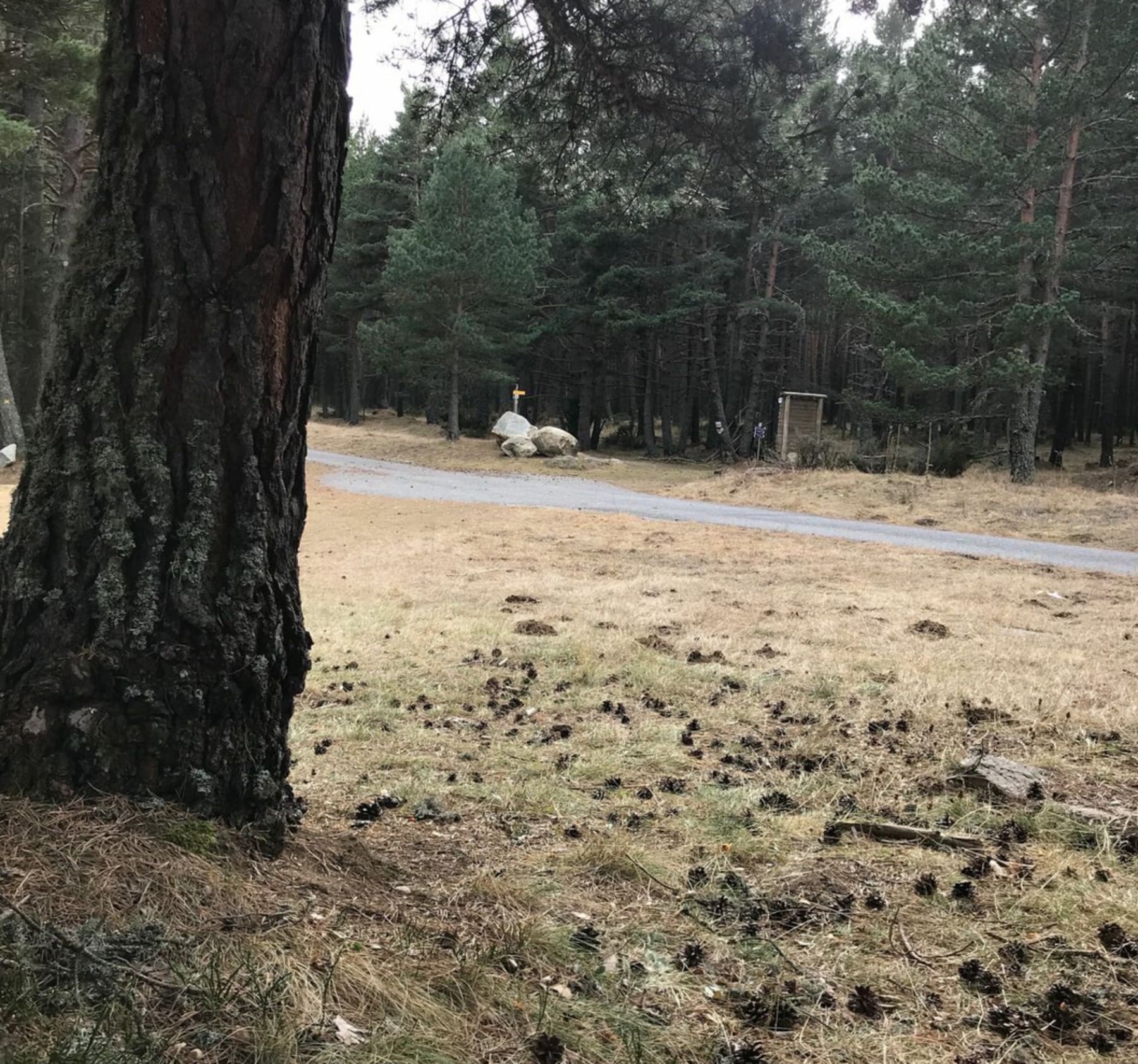 Randonnée Formiguères - Marche dans Forêt de la Matte à Formiguères