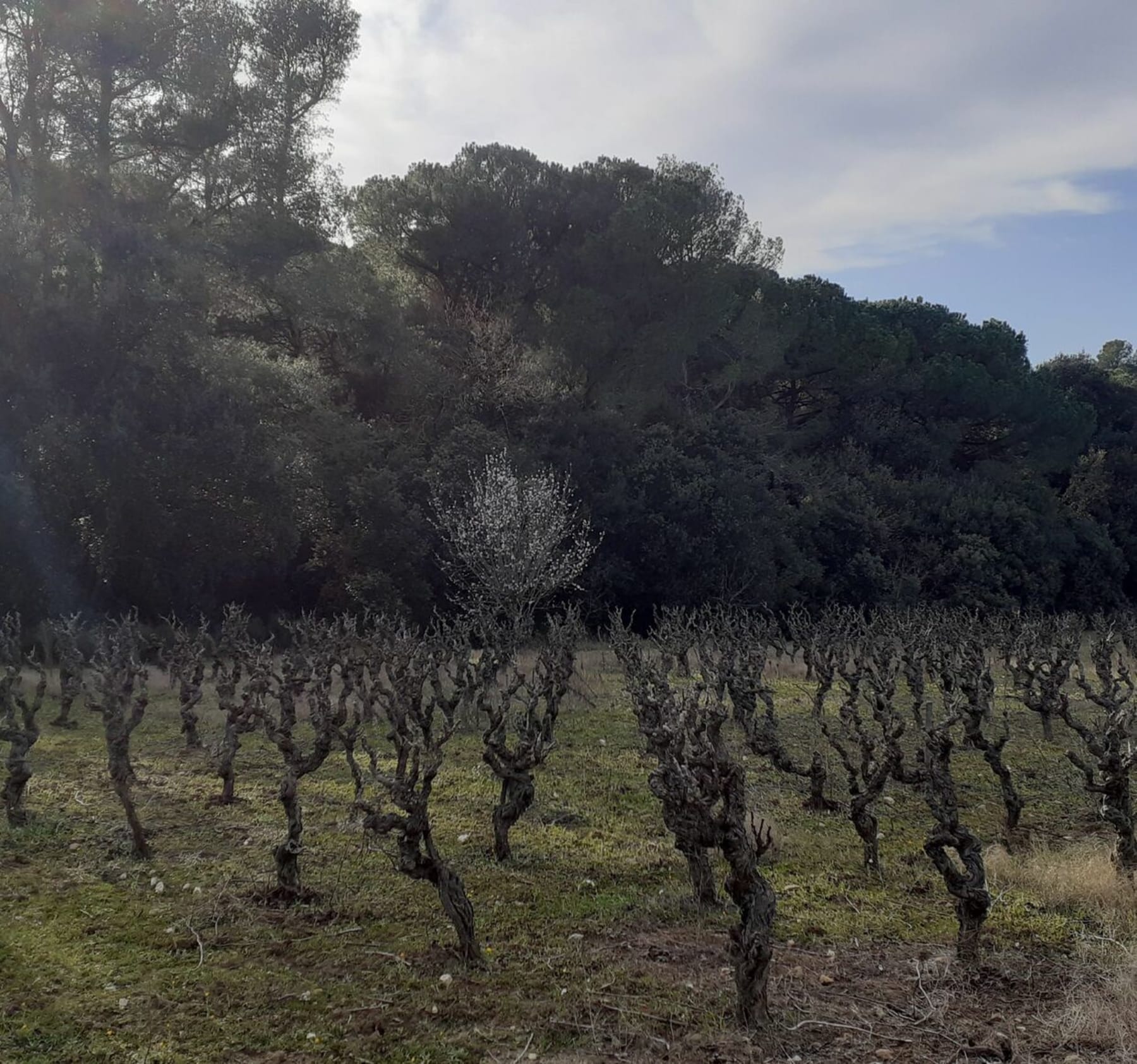 Randonnée Vinassan - Balade vinassan à travers la clape