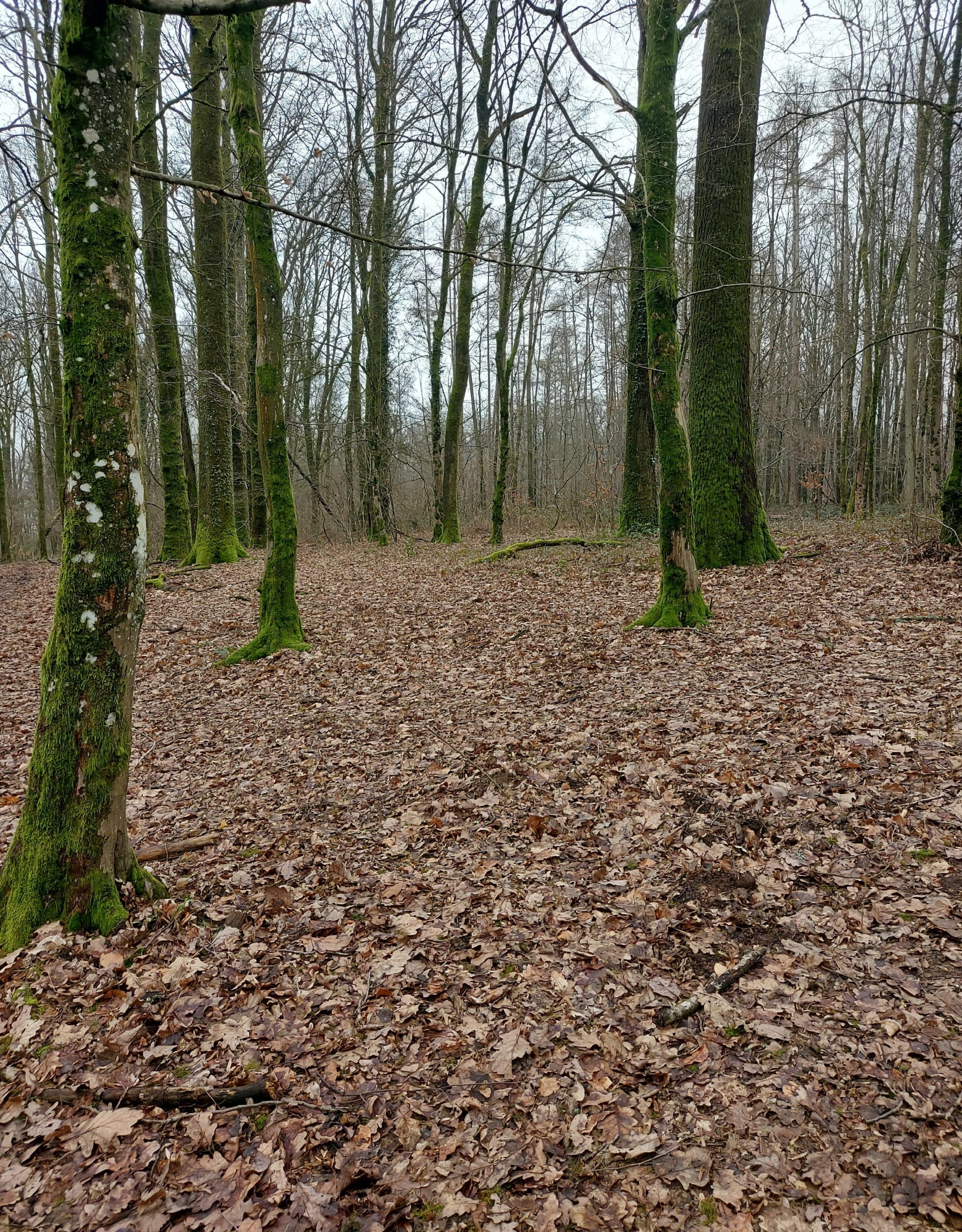 Randonnée Montcy-Notre-Dame - Montcy-Notre-Dame par Champeaux et La Forest