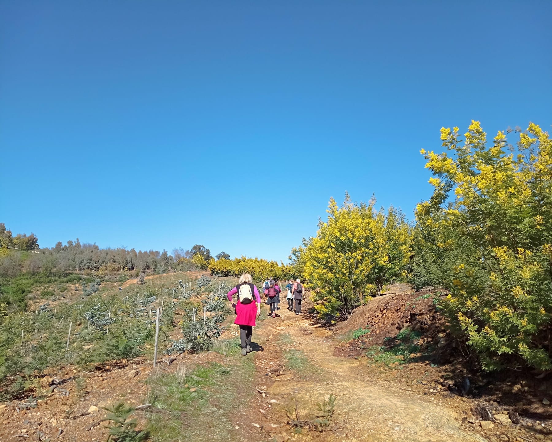 Randonnée Tanneron - Sentier decouverte mimosas depuis Tanneron