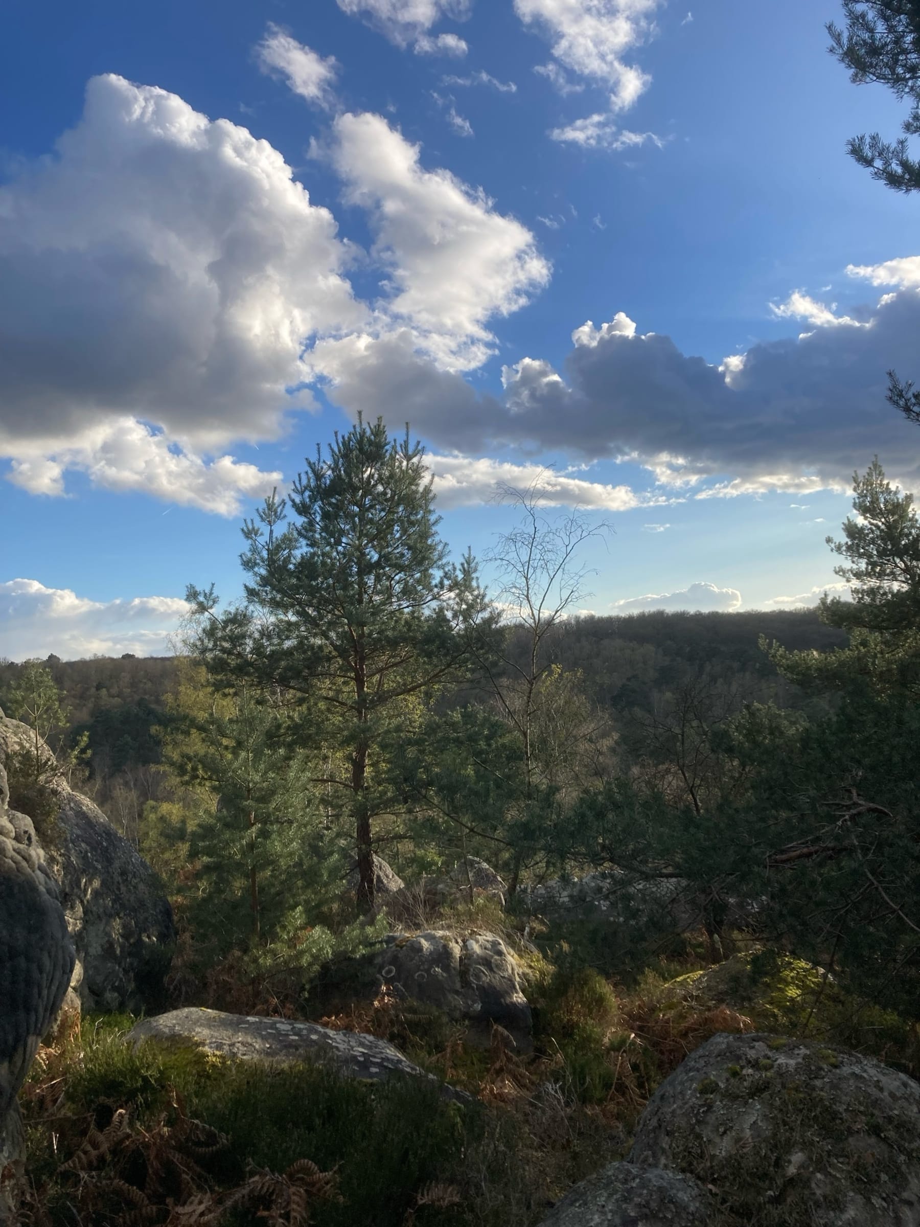 Randonnée Fontainebleau - Voyage hors du temps dans les Gorges d'Apremont