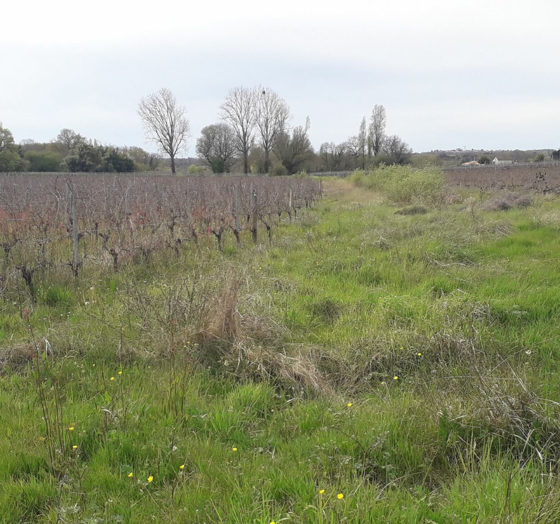 Randonnée Montendre - Vallet Montendre