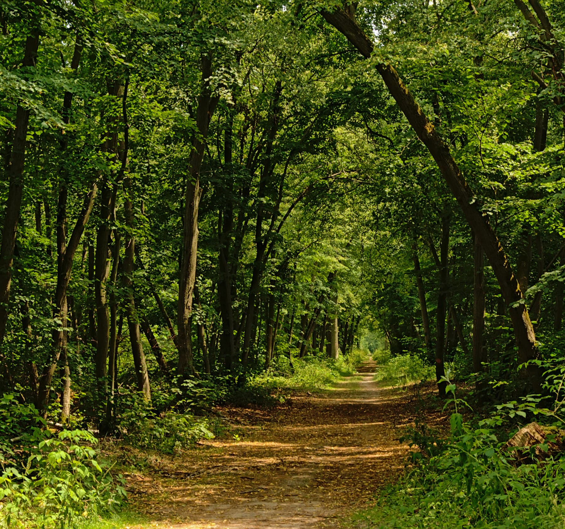 Randonnée Ermenonville - Escapade poétique dans la forêt domaniale d'Ermenonville