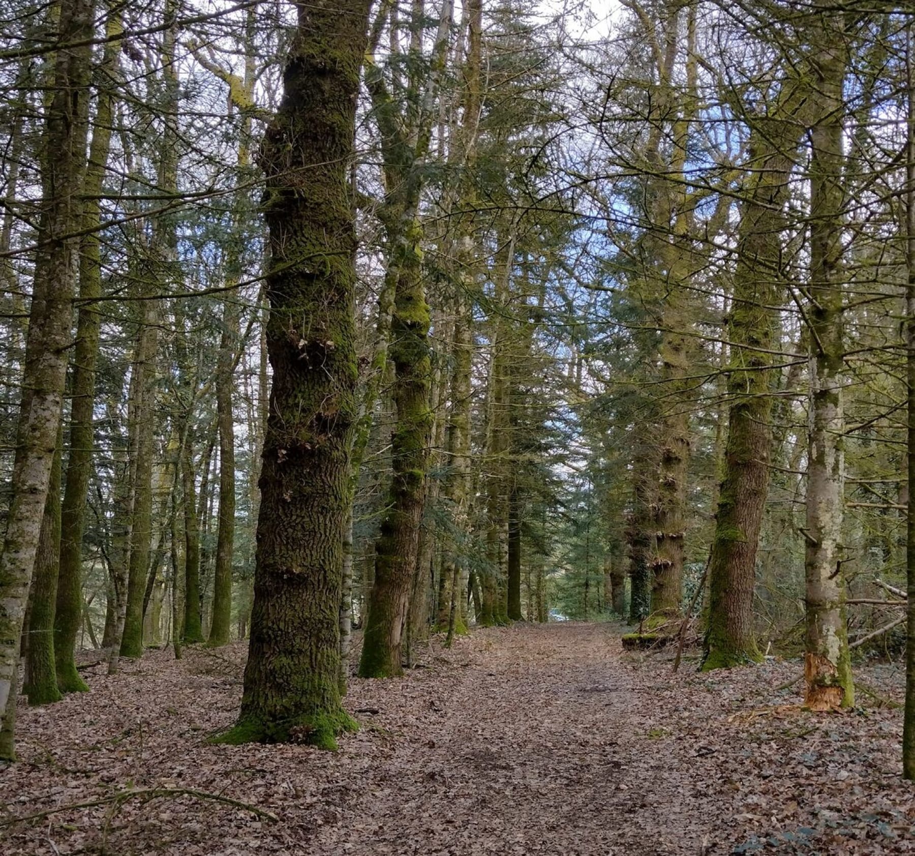 Randonnée Panazol - Auzette et forêt