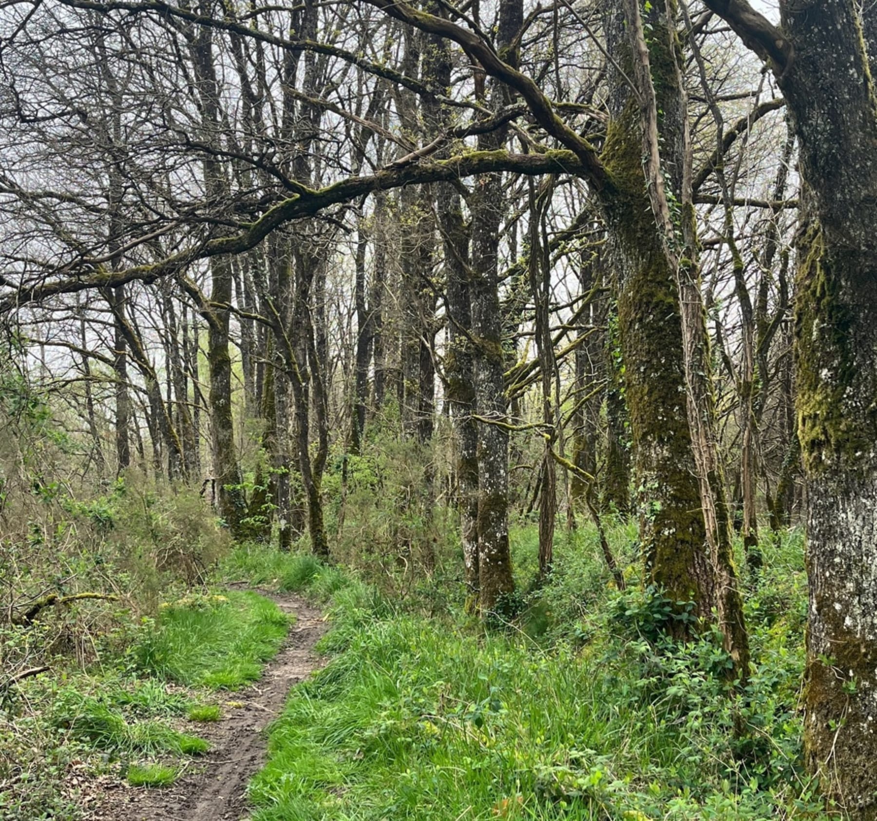 Randonnée Chambray-lès-Tours - Forêt de Larçay et Château du Bois des Hâtes