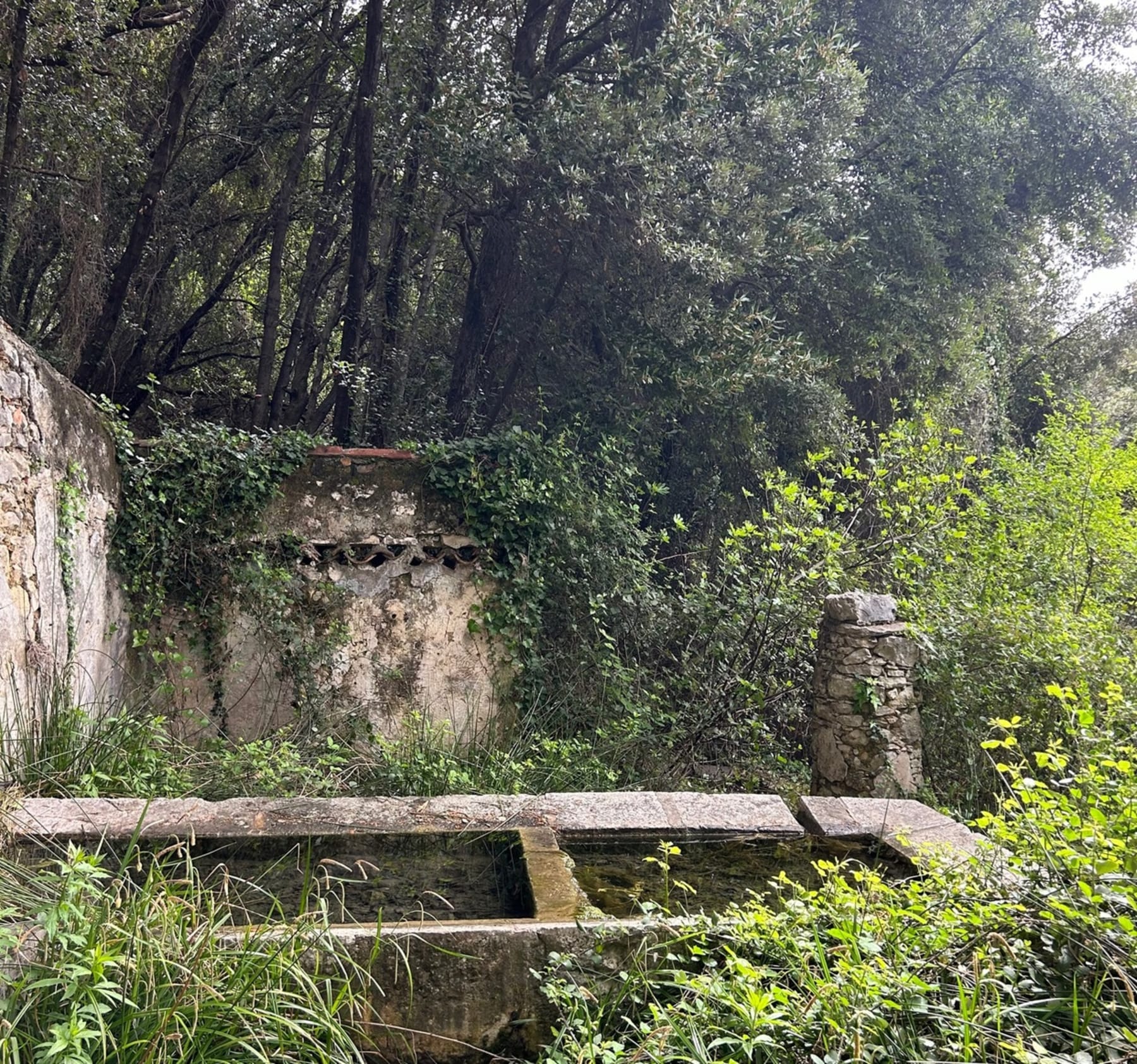 Randonnée Saint-Cézaire-sur-Siagne - Pont des Tuves au départ des Veyans