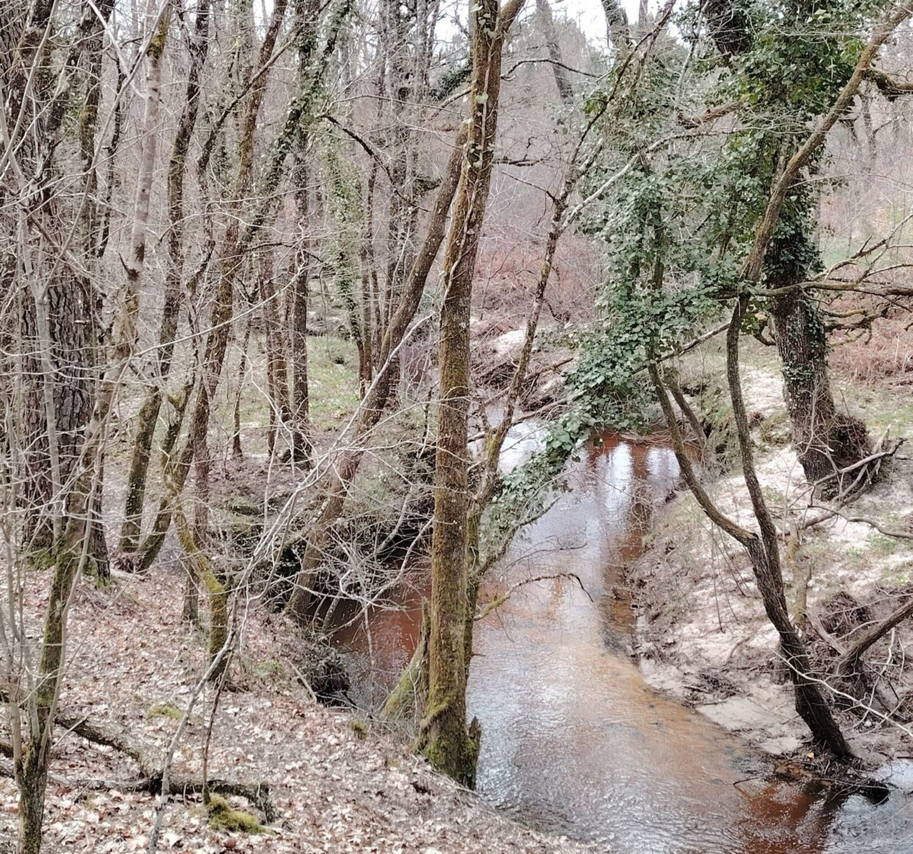 Randonnée Laruscade - Laruscade par les sous-bois et le Meudon