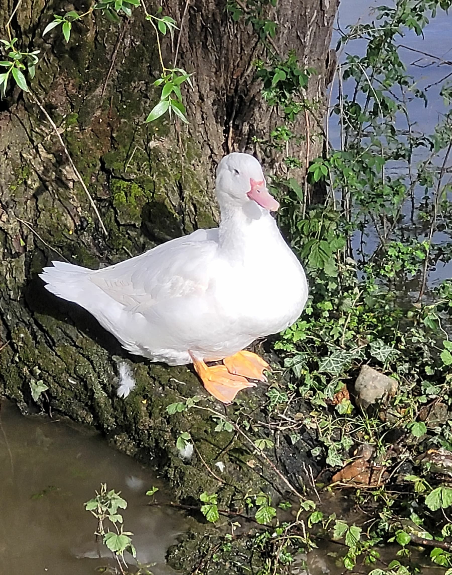 Randonnée Vernon - Balade sur les bords de Seine