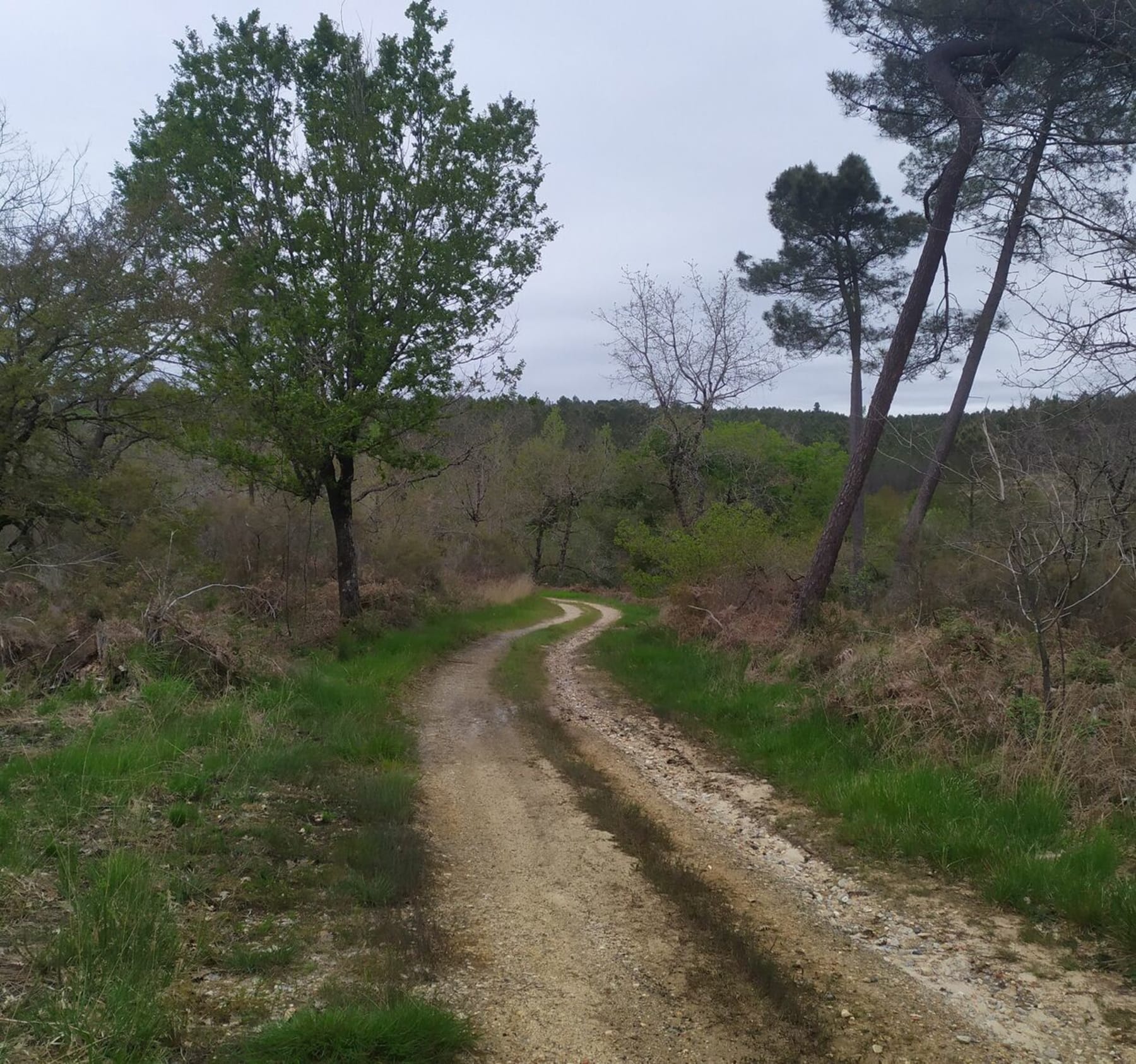 Randonnée Boscamnant - La forêt autour de Boscamnant