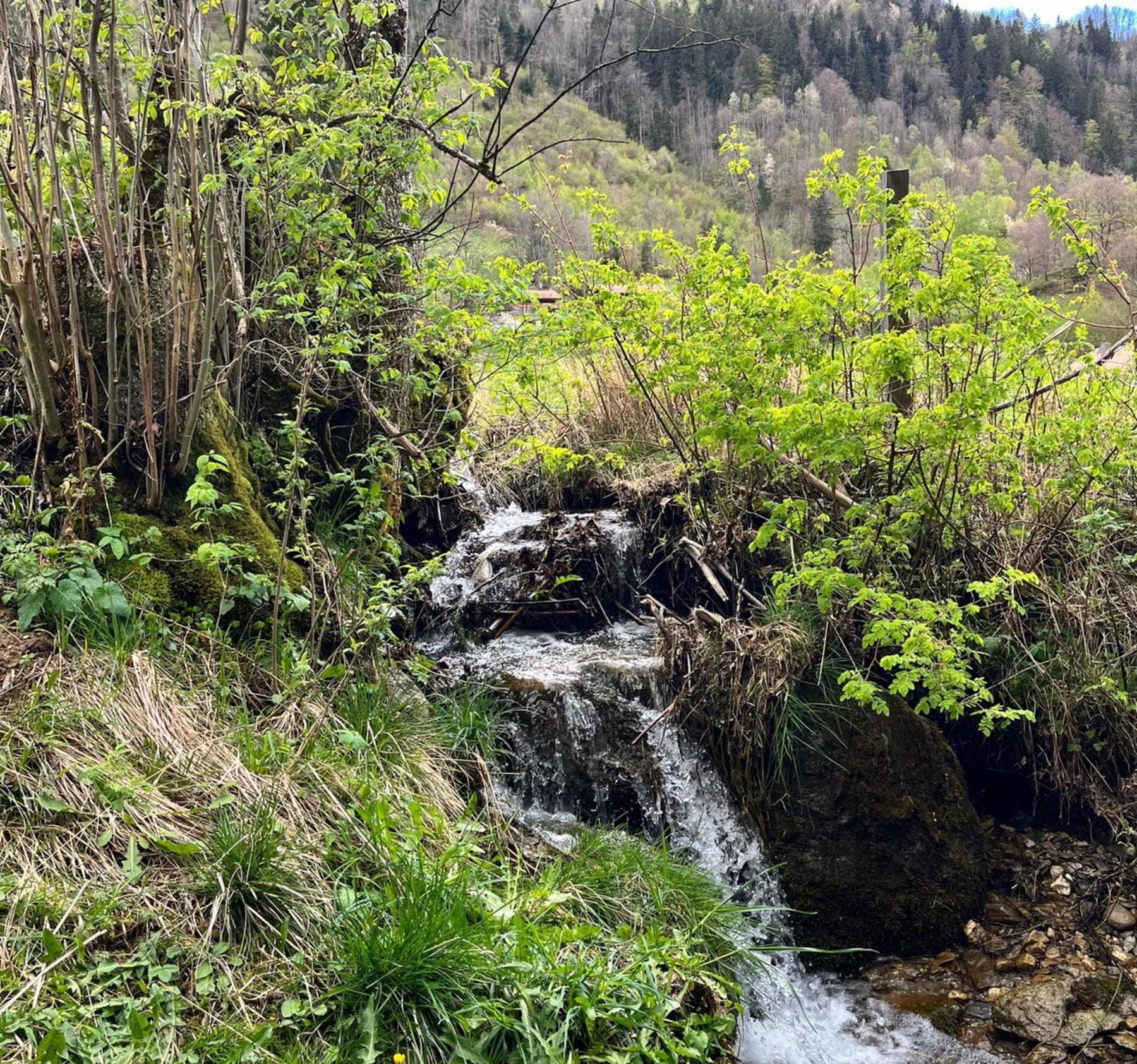 Randonnée Saint-Gervais-les-Bains - Saint-Gervais la chèvrerie au cœur de Montjoie