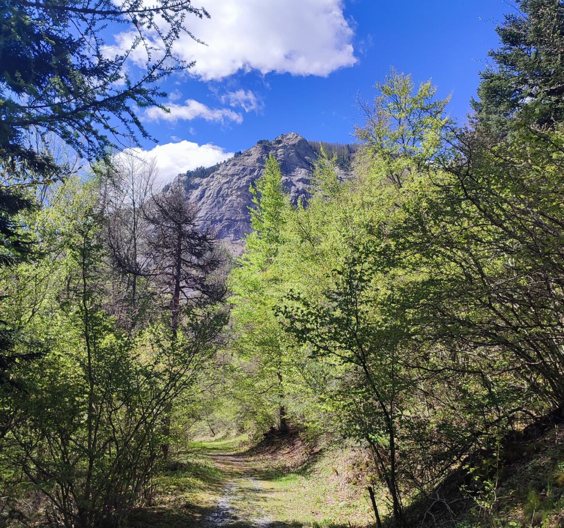 Randonnée La Fare-en-Champsaur - Notre Dame des Bois Vert à Les Farelles (05))