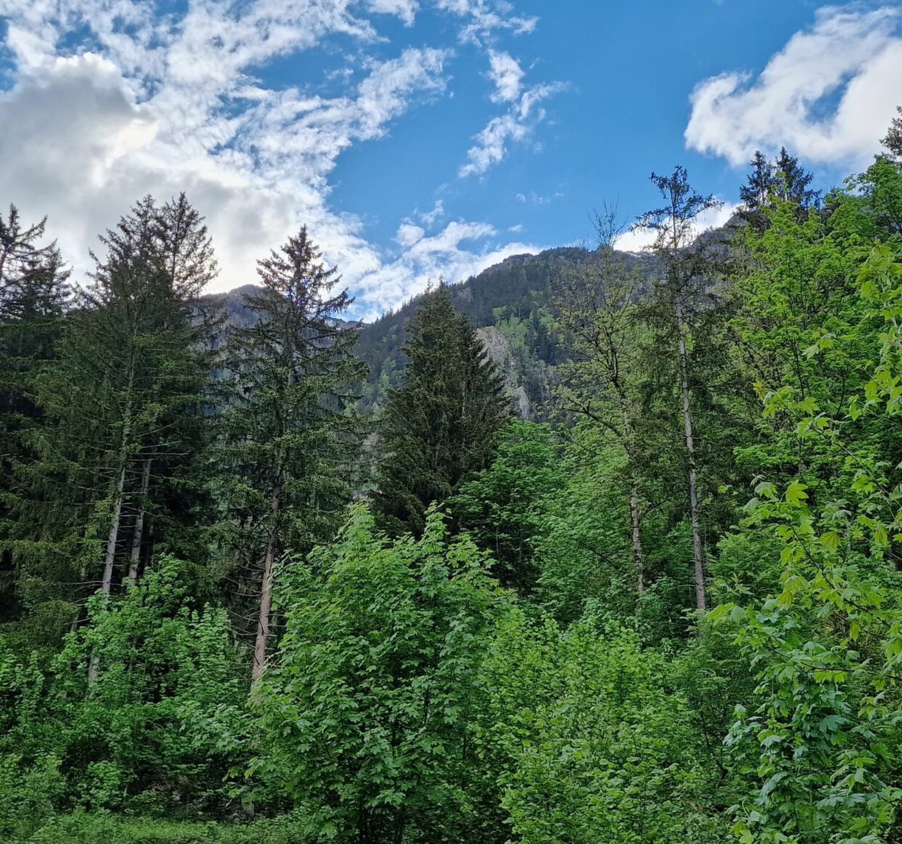 Randonnée Chamonix-Mont-Blanc - Balcon sud et bord de l'Arve