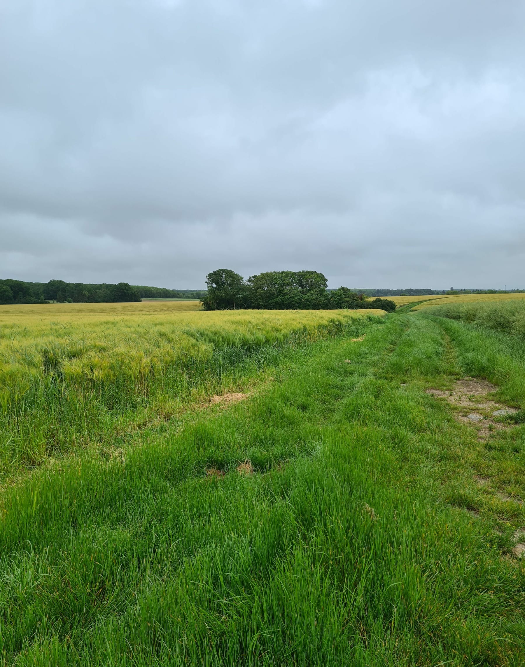 Randonnée Saint-Martin-de-Nigelles - Balade autour de Saint-Martin-de-Nigelles