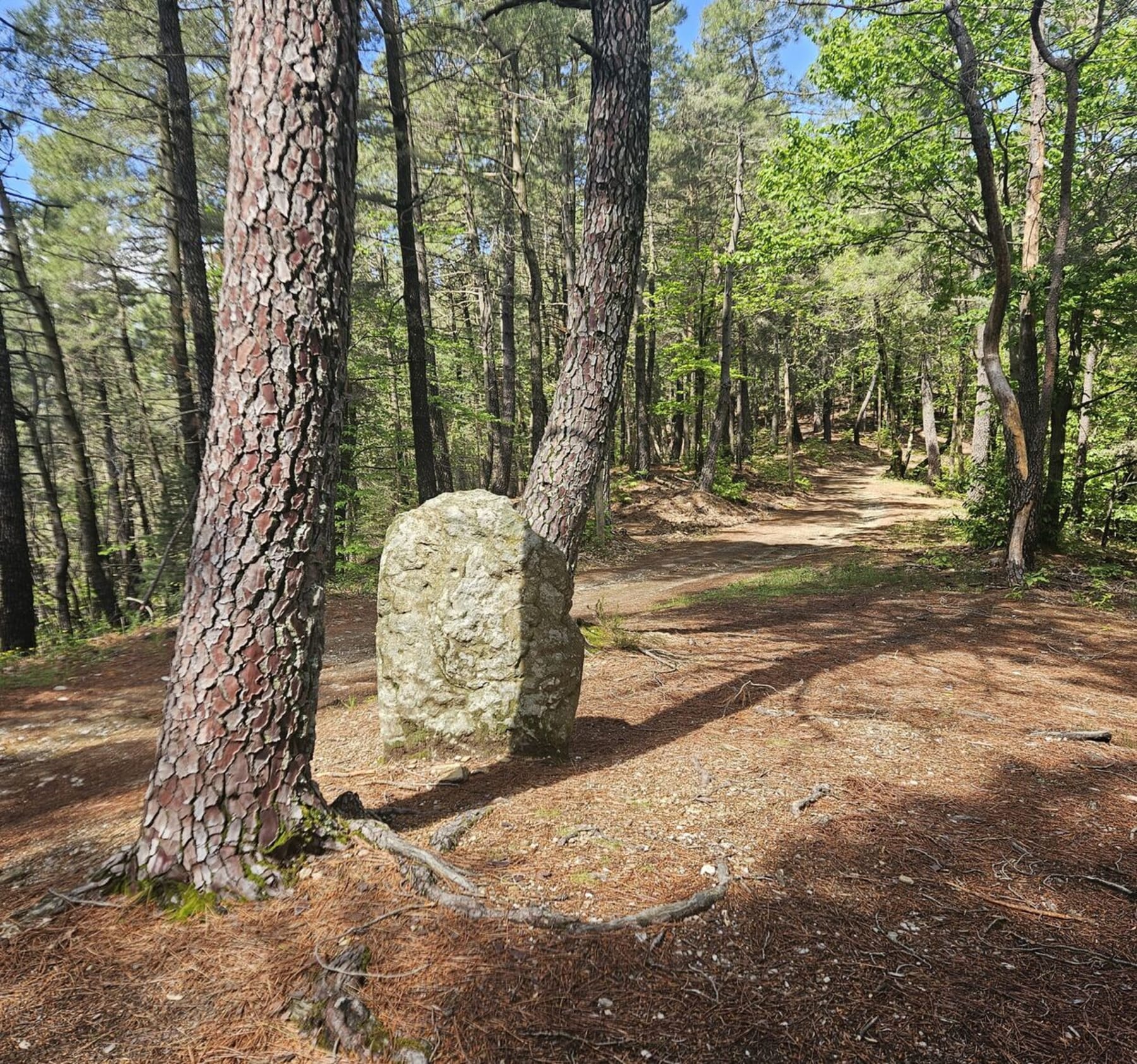 Randonnée Saint-Étienne-Vallée-Française - Les Aigladines à VTC