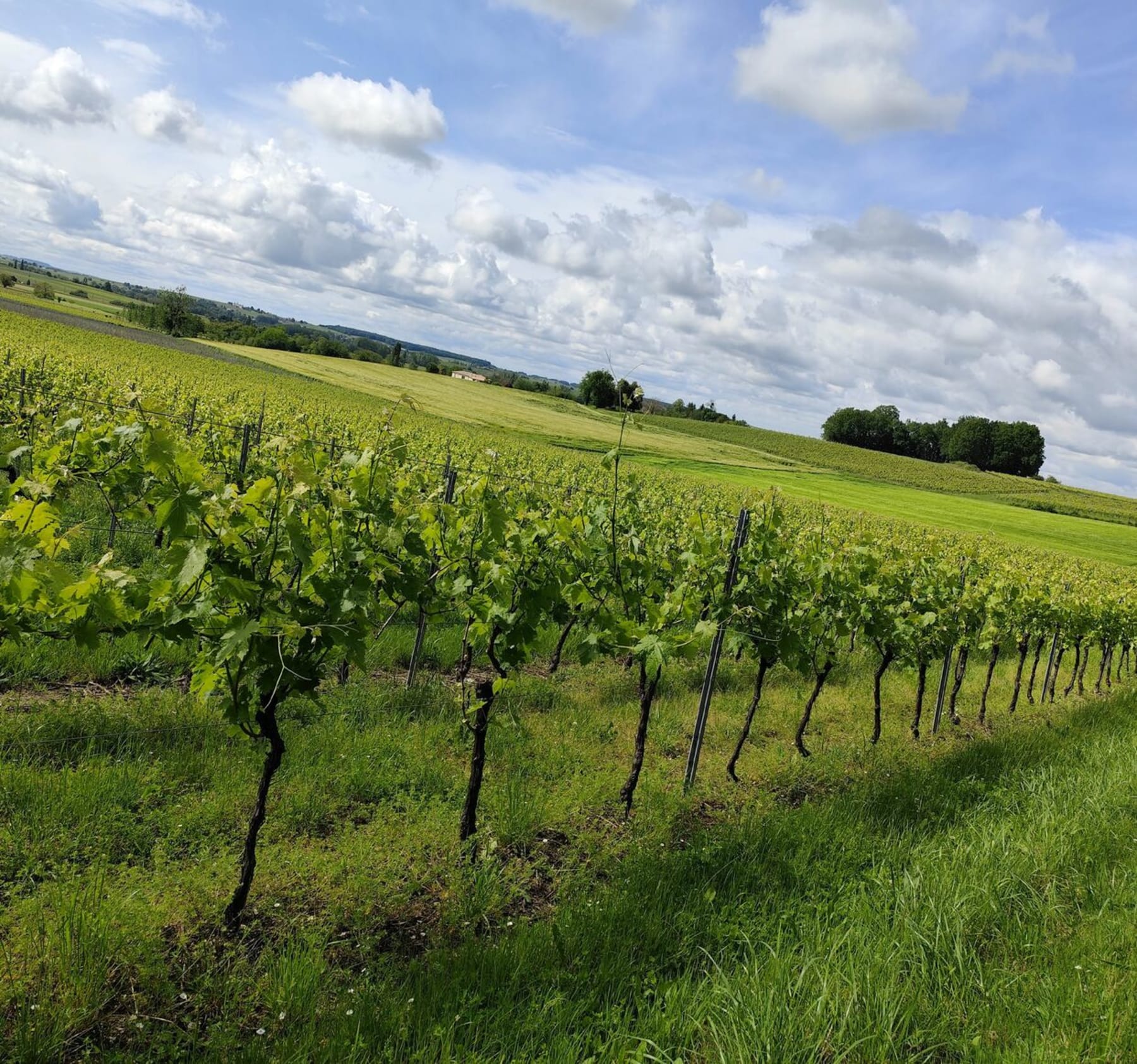 Randonnée Saint-Ciers-Champagne - Sortie à Saint-Ciers-Champagne