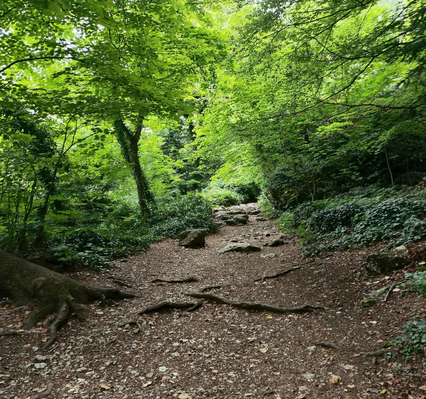 Randonnée Plan-d'Aups-Sainte-Baume - Aller-retour au col du Saint-Pilon dans la Sainte-Baume