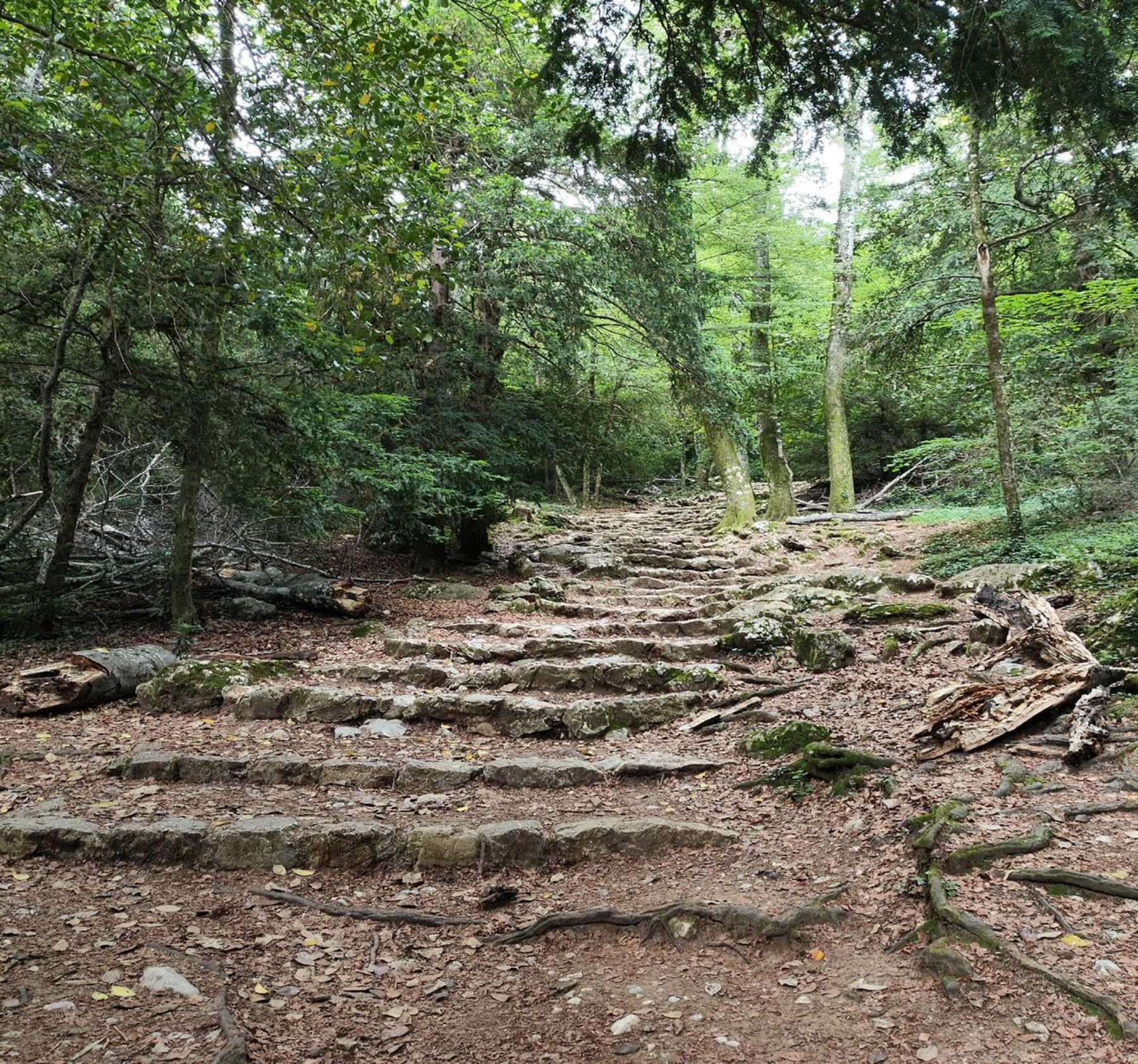 Randonnée Plan-d'Aups-Sainte-Baume - Aller-retour au col du Saint-Pilon dans la Sainte-Baume