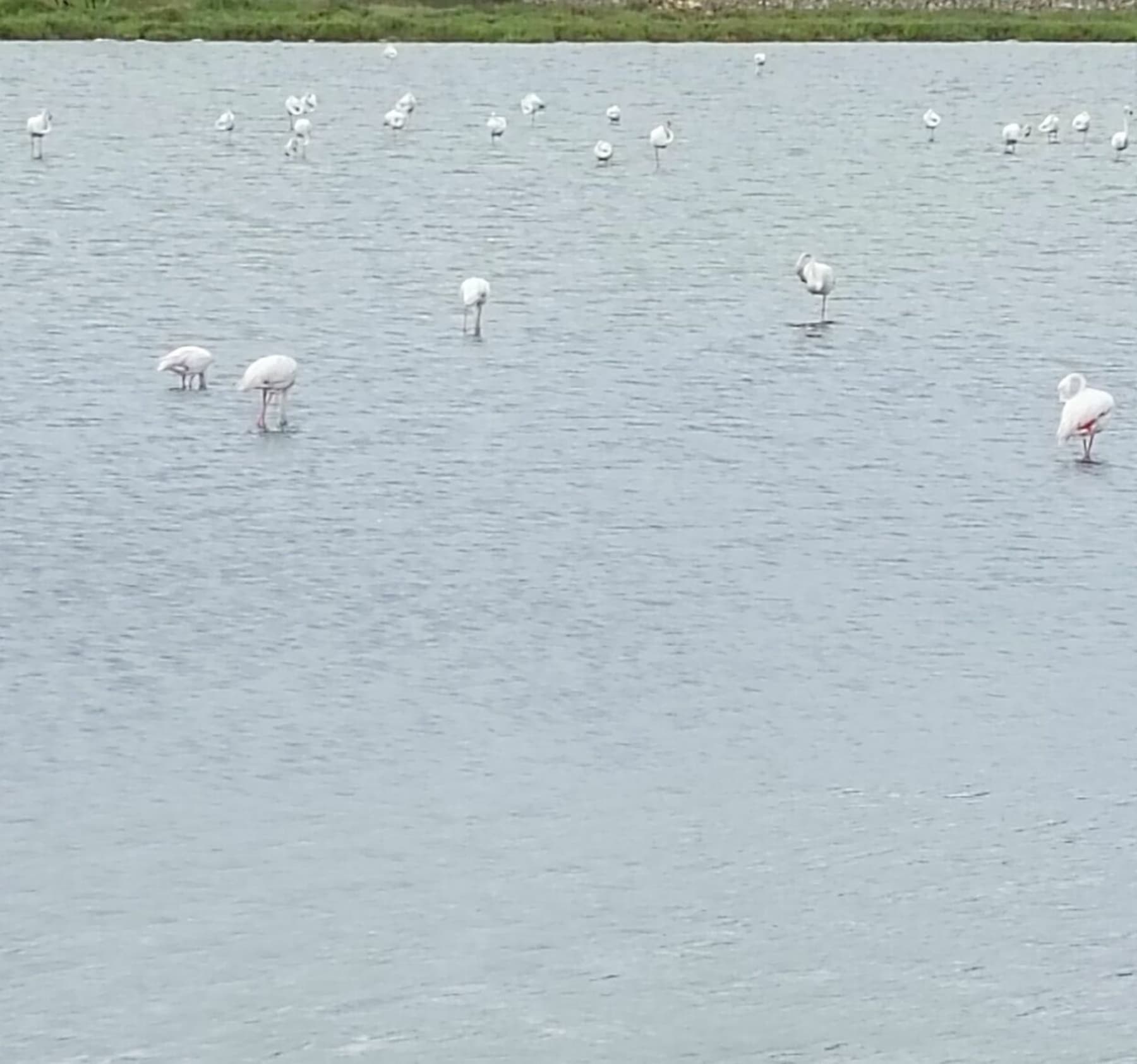 Randonnée Loupian - De Loupian au port de Balaruc les Bains