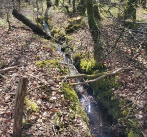 Forêt de Loudéac. centre équestre - Loudéac - 2