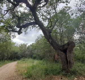 Fraîcheur dans le parc de la Brague - Biot - 2
