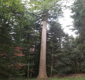 Randonnée départ Harreberg - Pat57 - 4